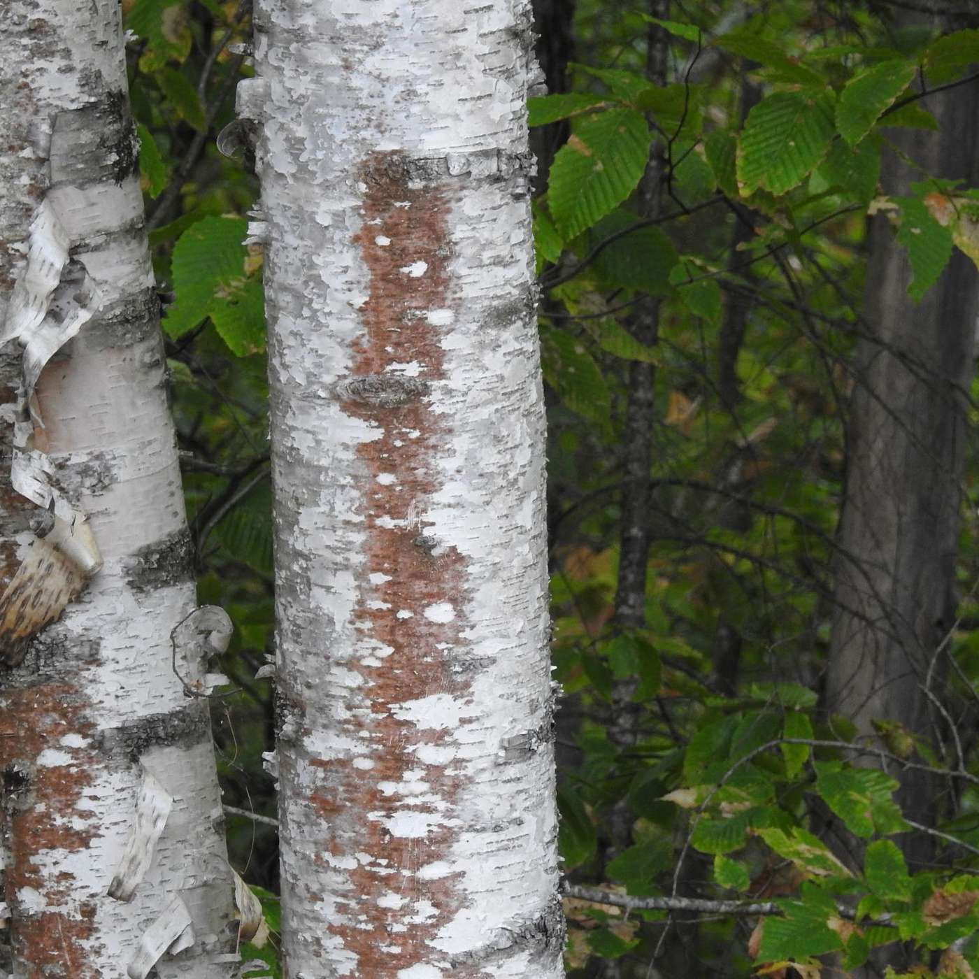 THE RED IN BIRCH BARK
