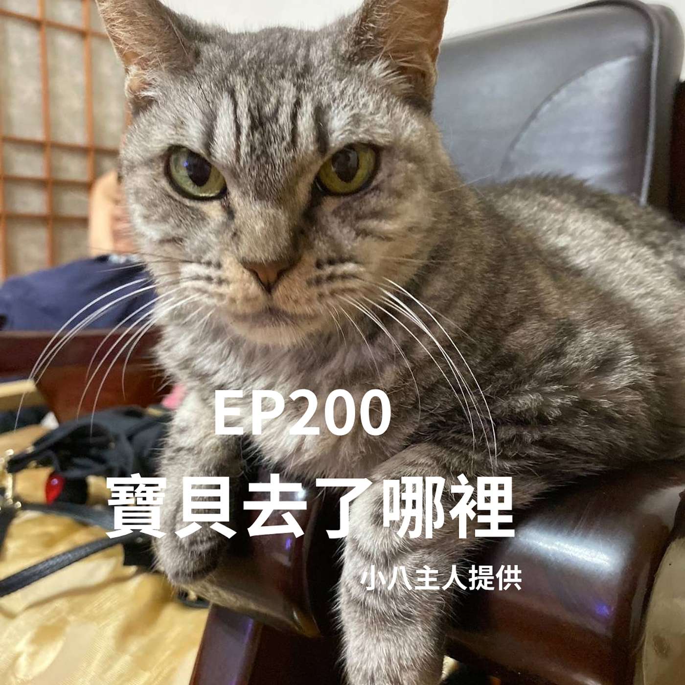 EP200雪納瑞投胎為狼！主人無信仰、虎斑貓卻到耶穌愛的光裡！只因.... episode artwork