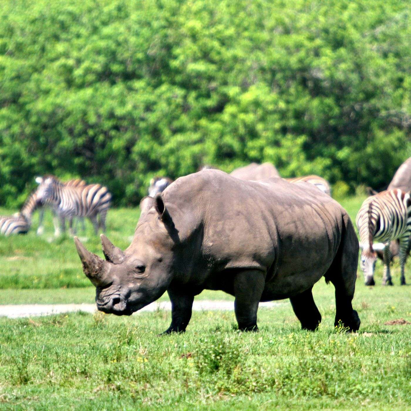 9. Hwange National Park (Zebras and Rhinos) episode artwork