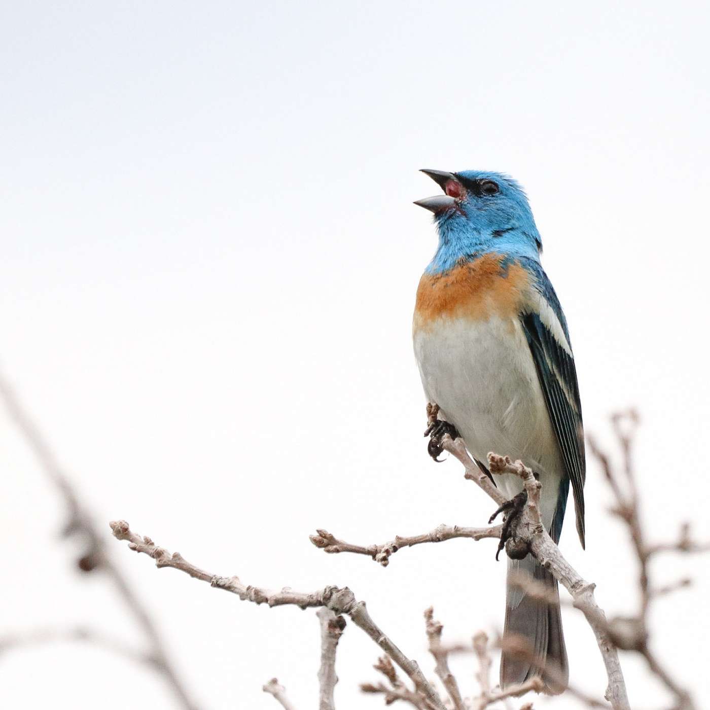 Paul Dougherty: A Discussion of his Research in Northern Arizona
