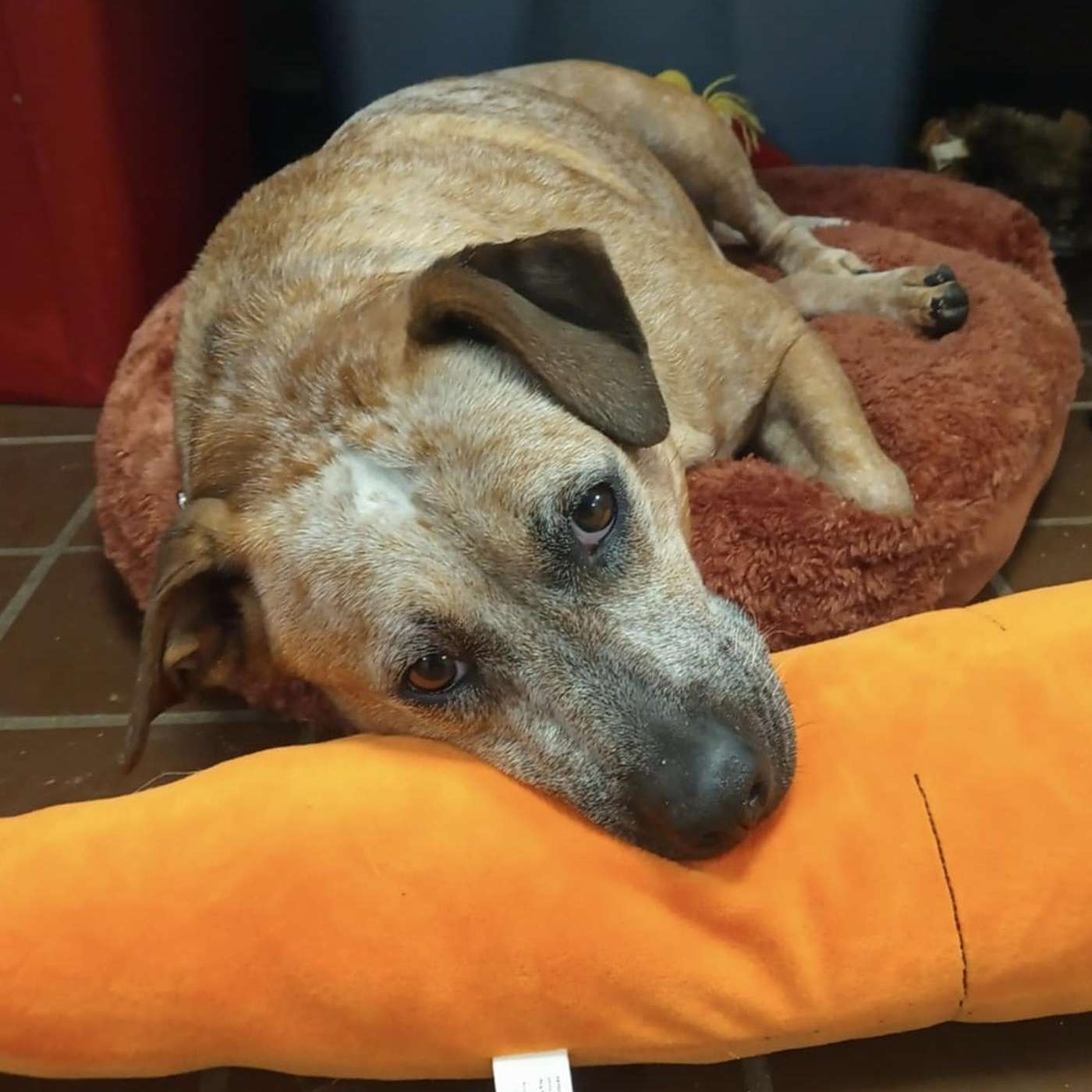 Let's meet Tiny...our POP-PAW-RAZZI Superstar of the Week!