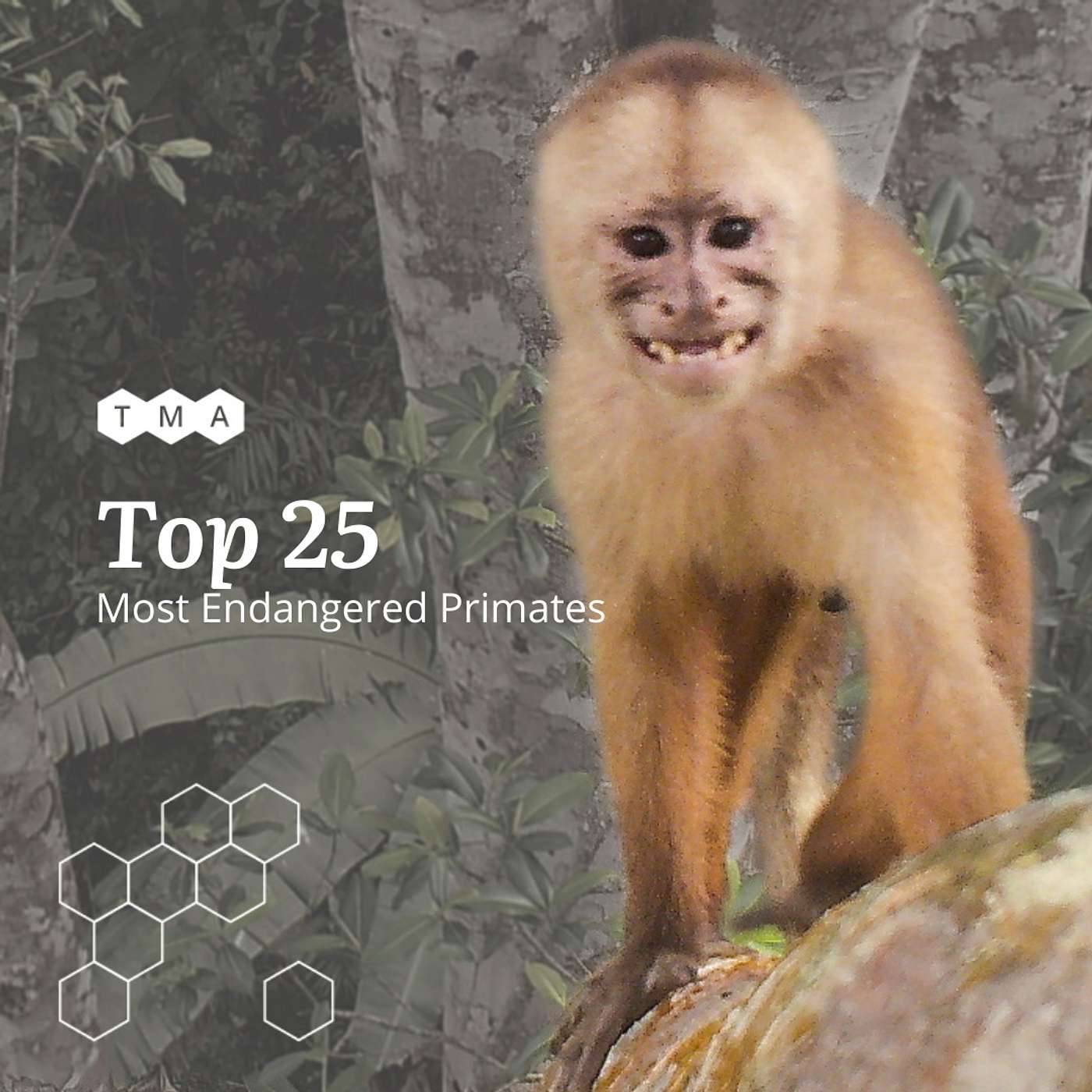 Protecting & Restoring The Most Endangered Rainforest On Earth