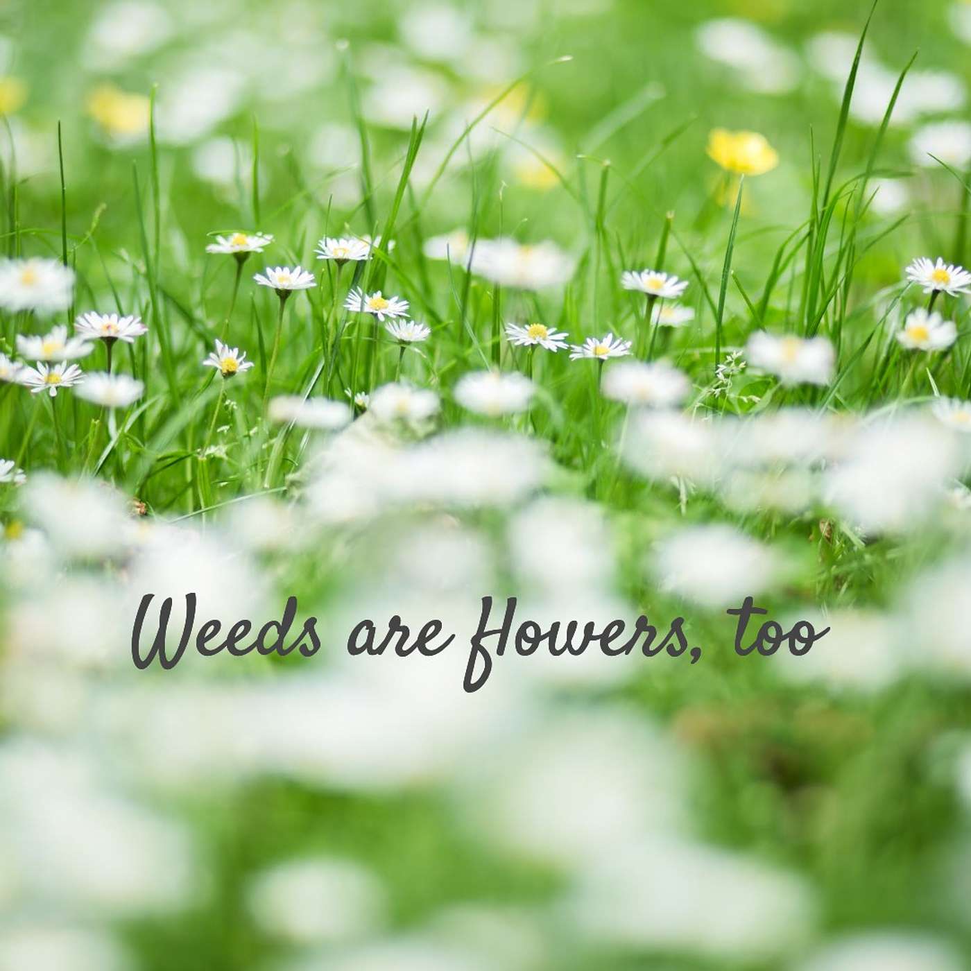 #258 Weeds are flowers too episode artwork
