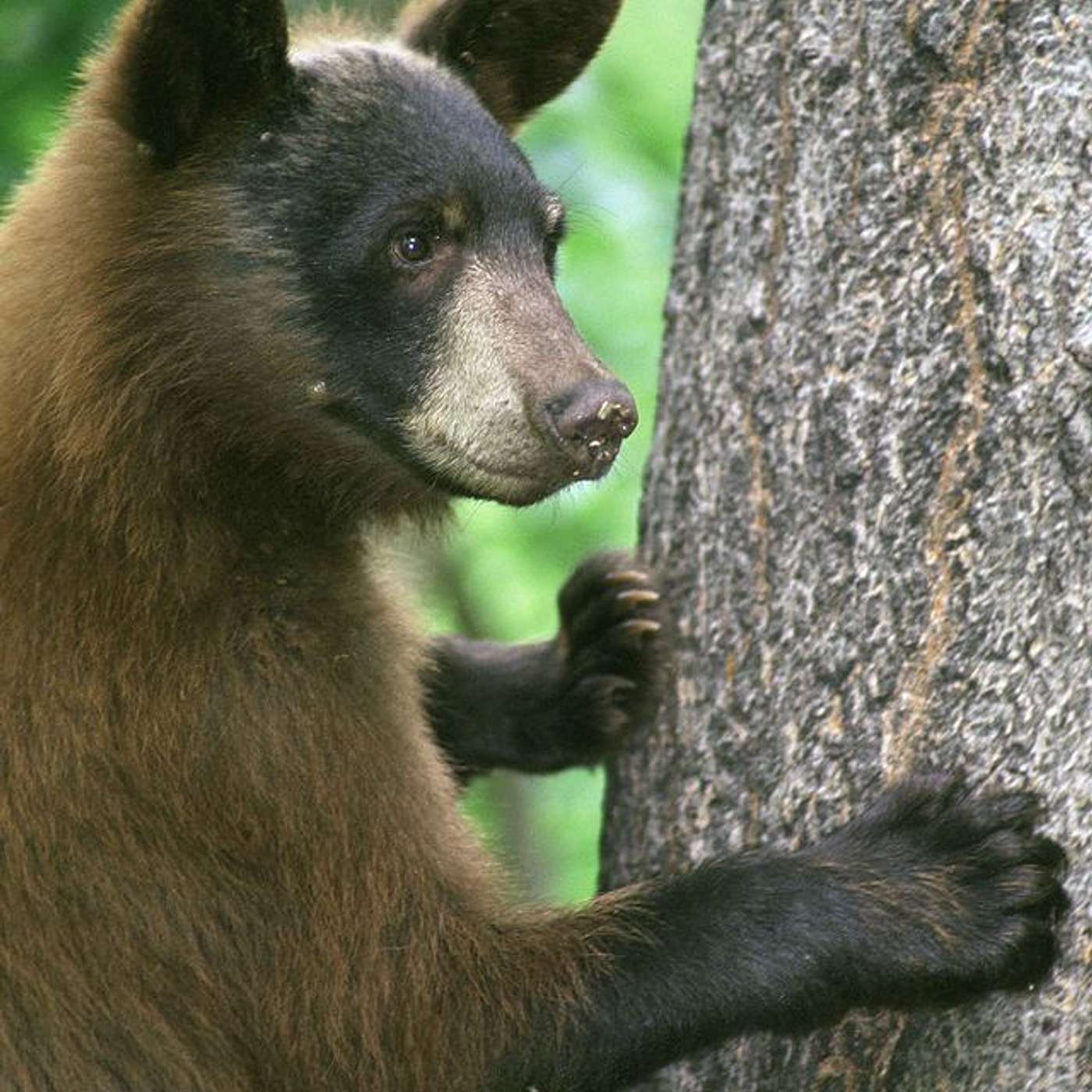 What To Do If You See A Bear in Yosemite What To Do If You See A Bear in Yosemite