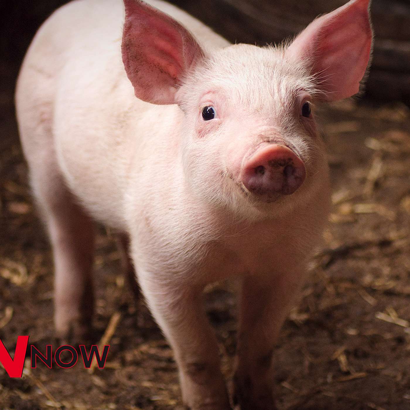 Listen: Activists Acquitted in Smithfield Pig Heist