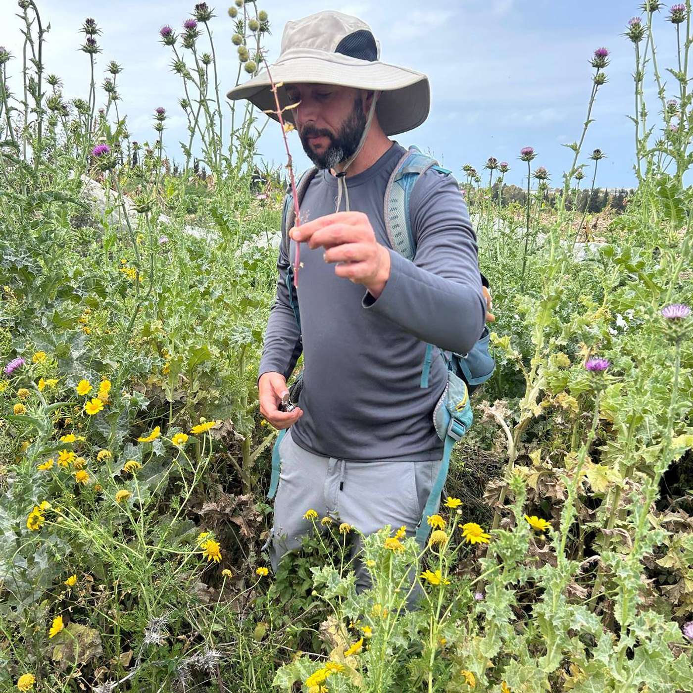 קובי יחזקאלי מלקט צמחי בר