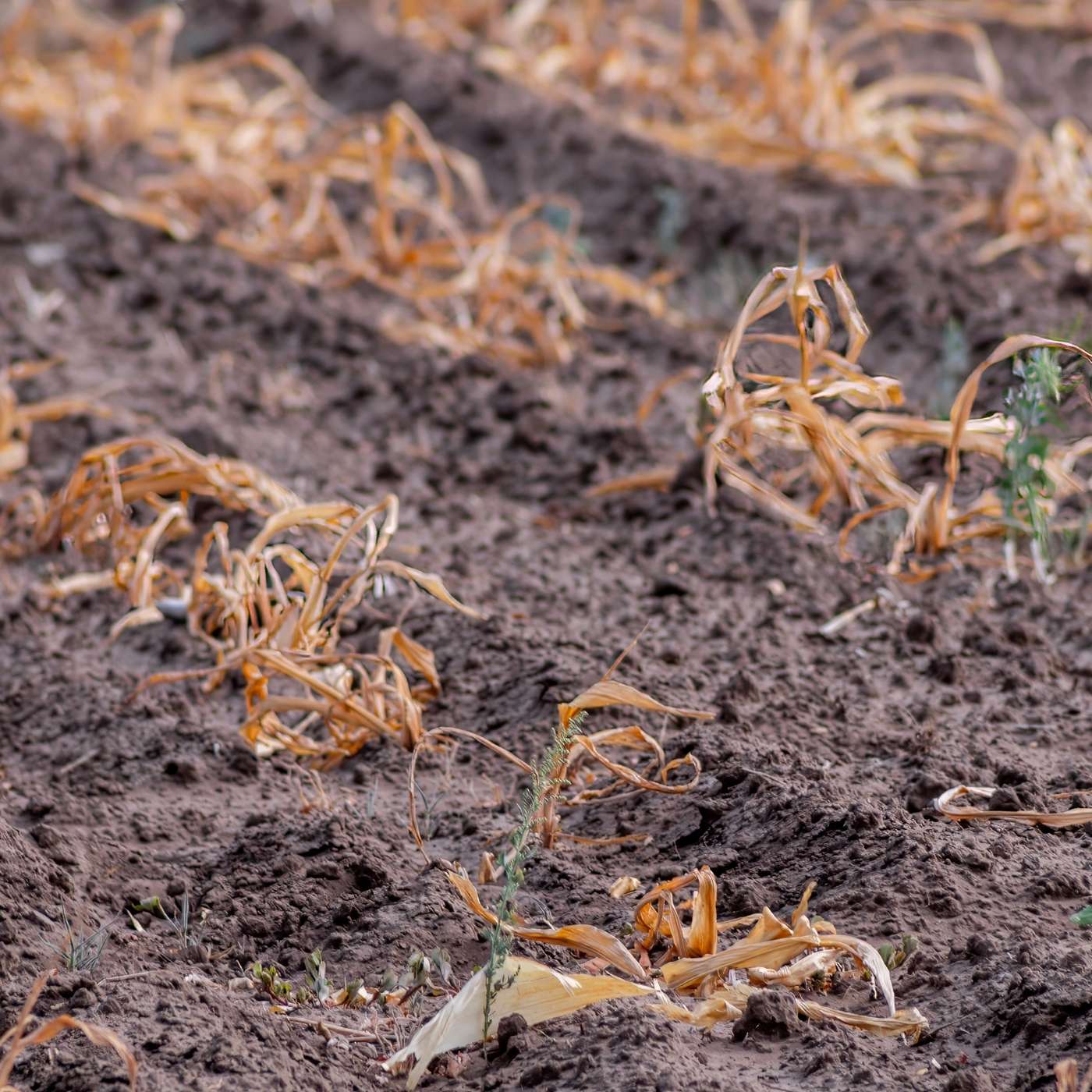 Bracing for El Niño: A Global Food Security Test
