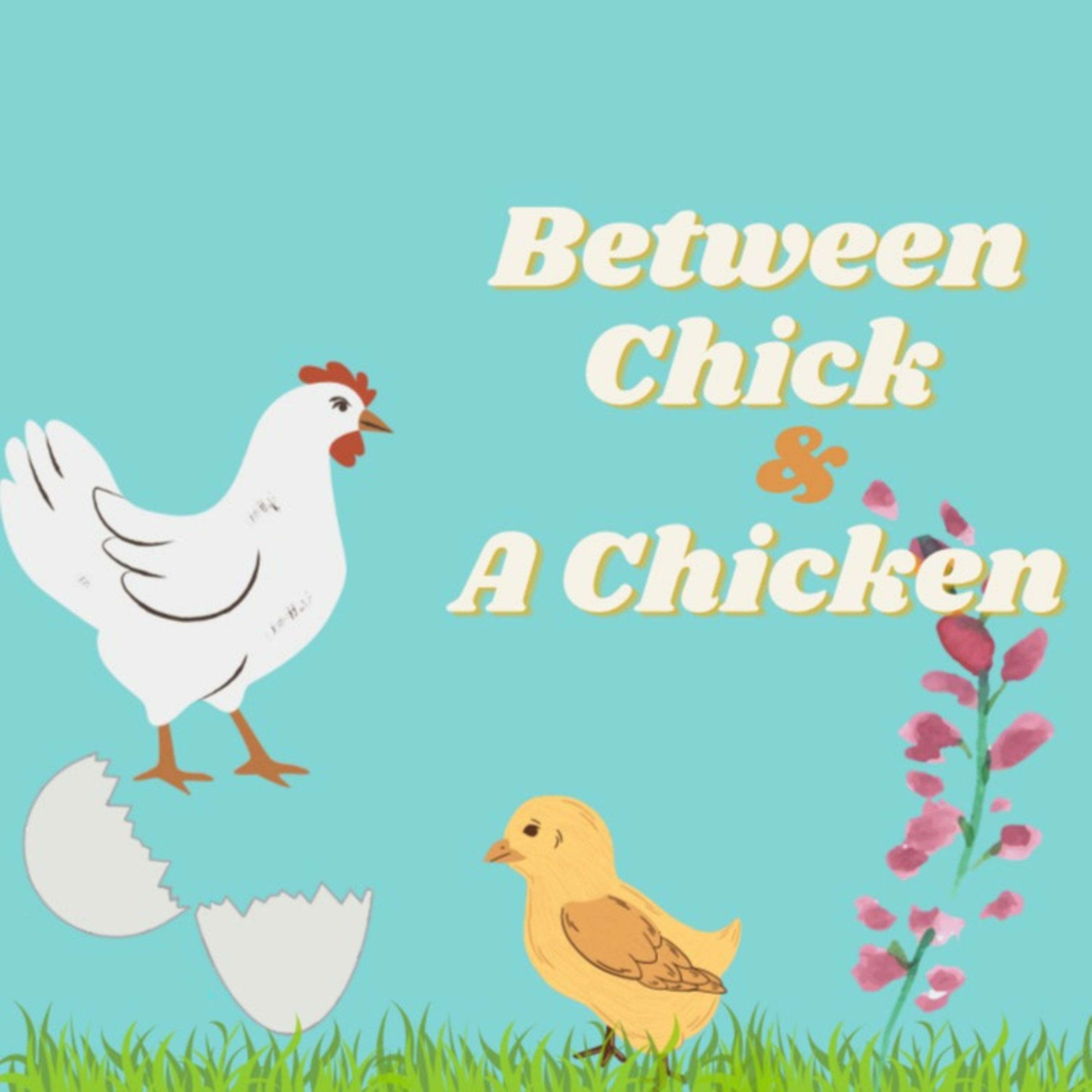 Between Chick and a Chicken