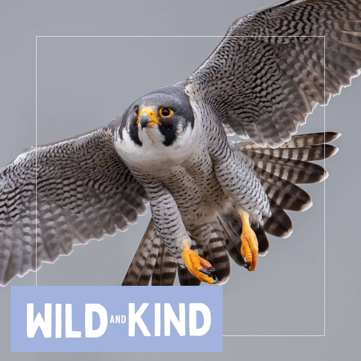 The Peregrine Falcon