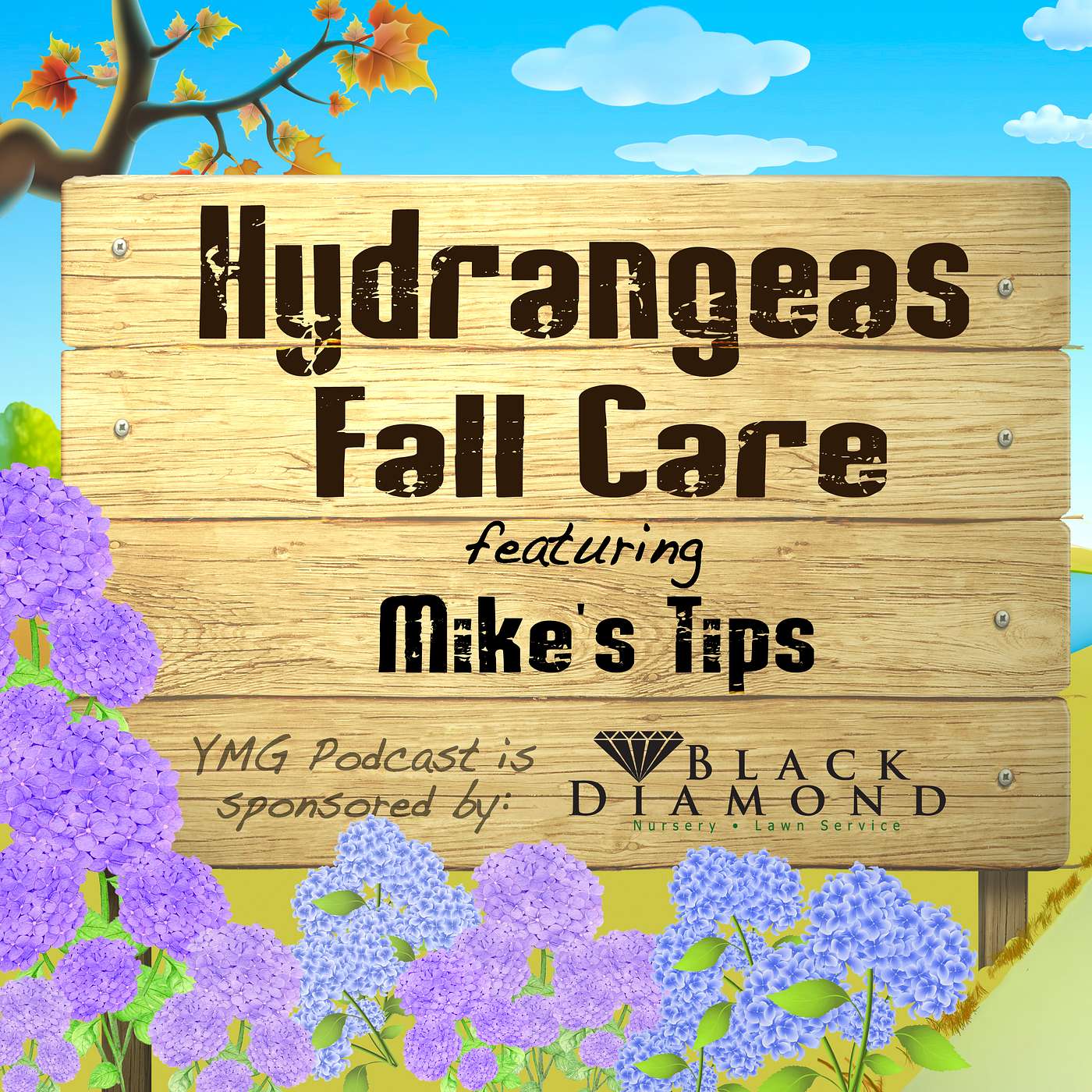 Hydrangeas - Fall Care