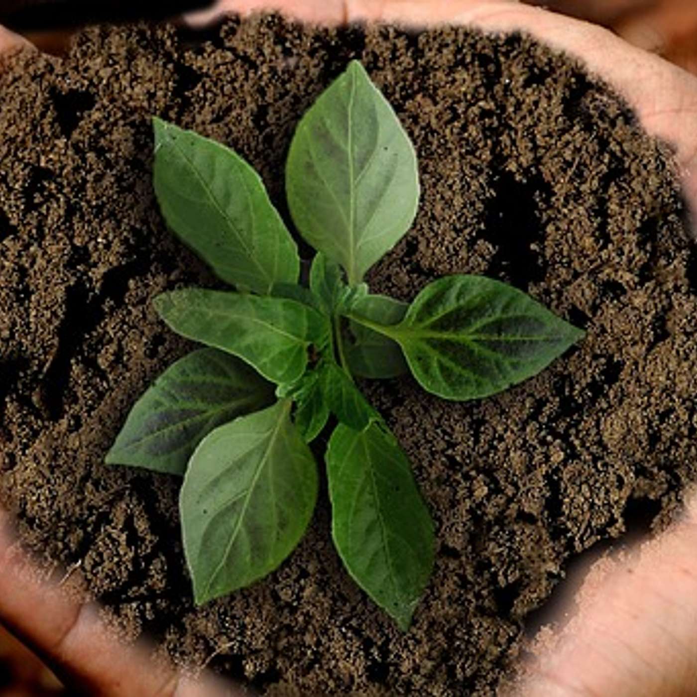 #045 Green Growth in Action