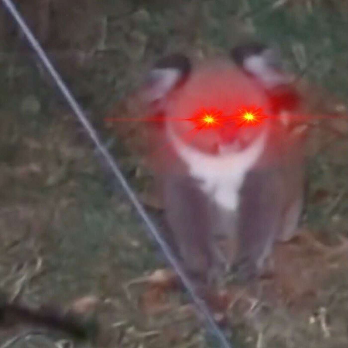 Bushranger Danger: The Return of Hamish Bushranger Danger: The Return of Hamish