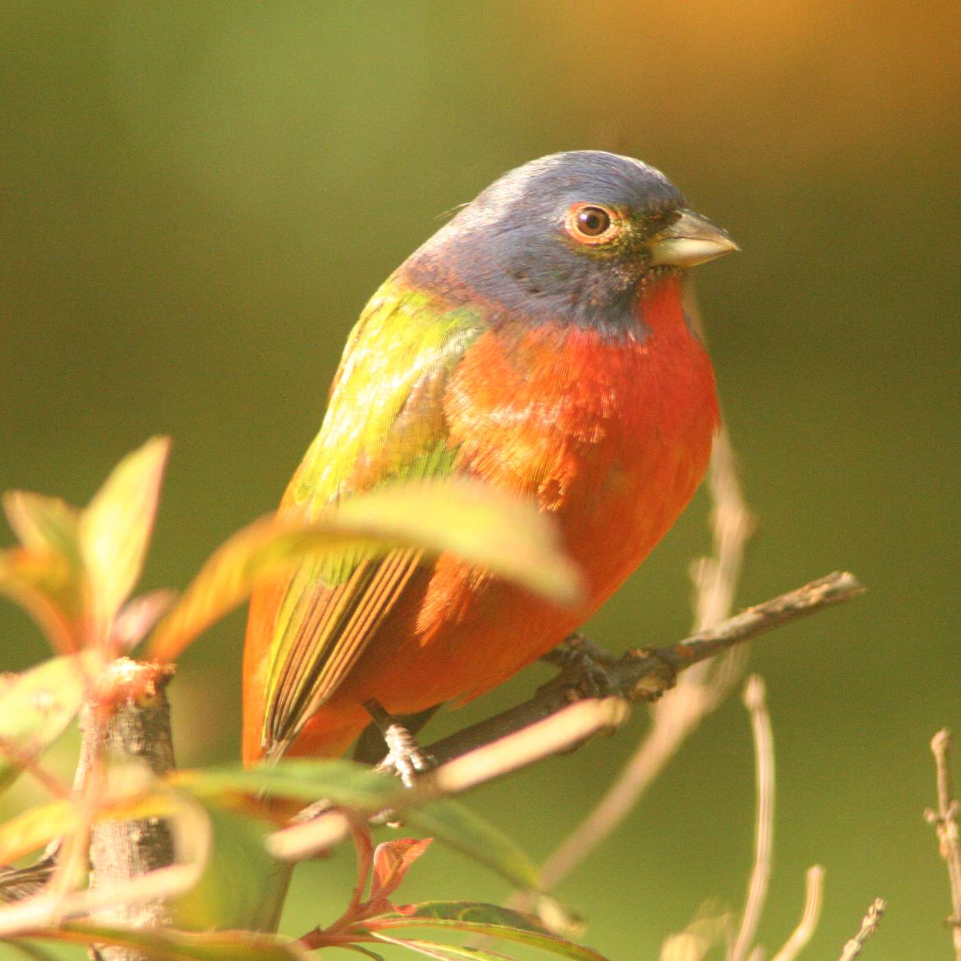 Episode 205: Native and Wild Florida Landscapes, Yellow-Crowned Night Herons, and Weeds That Aren't Weeds