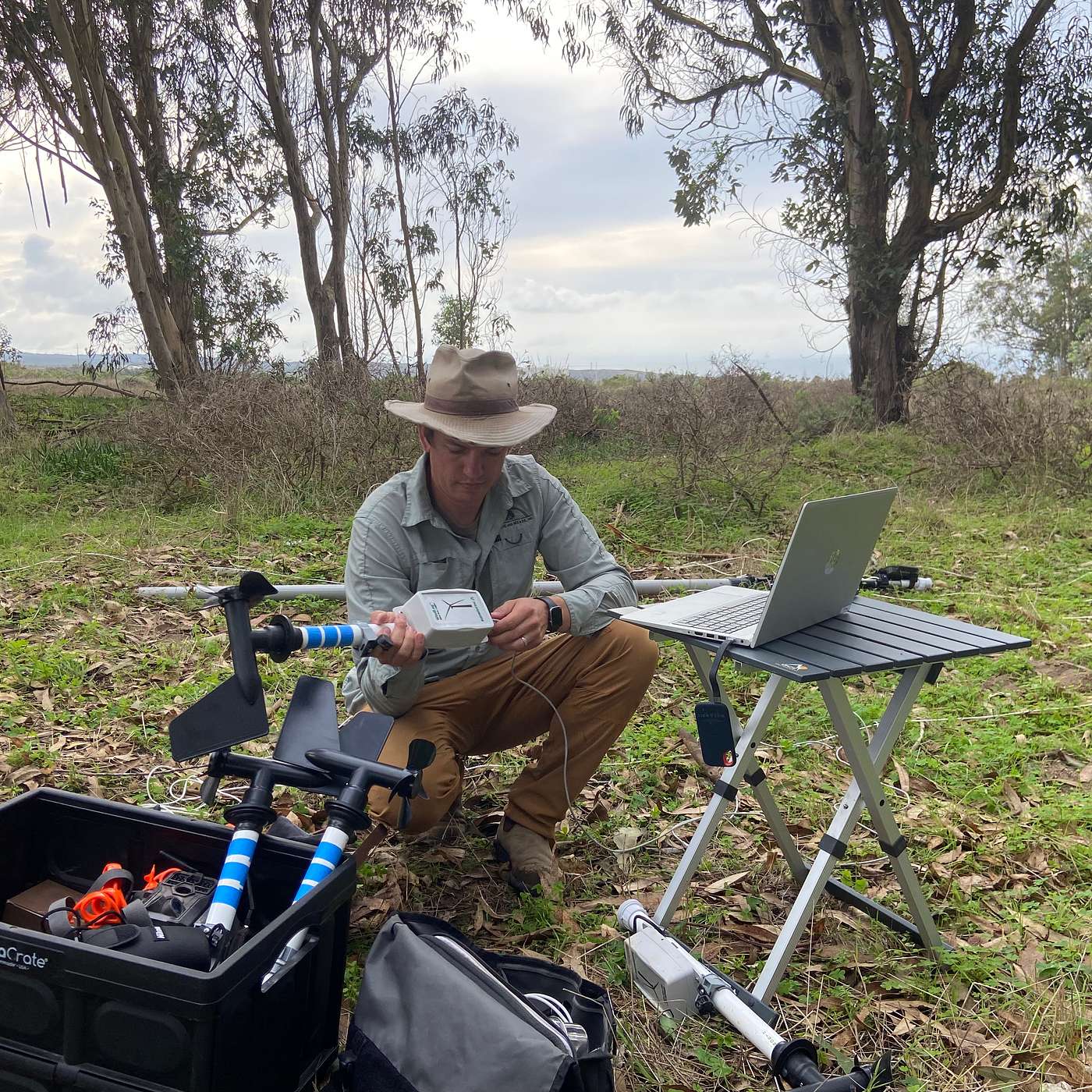 Where the Wind Blows: Does wind speed affect overwintering monarchs?