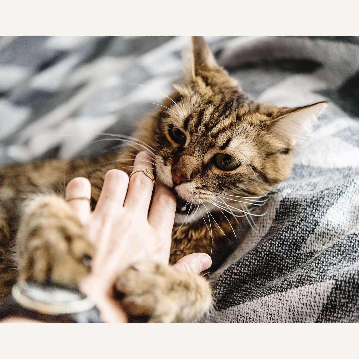 8. Wat als je kat plots uithaalt? episode artwork