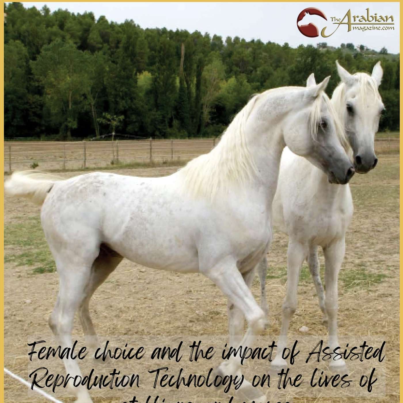 Ep 35 - Female choice and the impact of Assisted Reproduction Technology on the lives of stallions and mares episode artwork