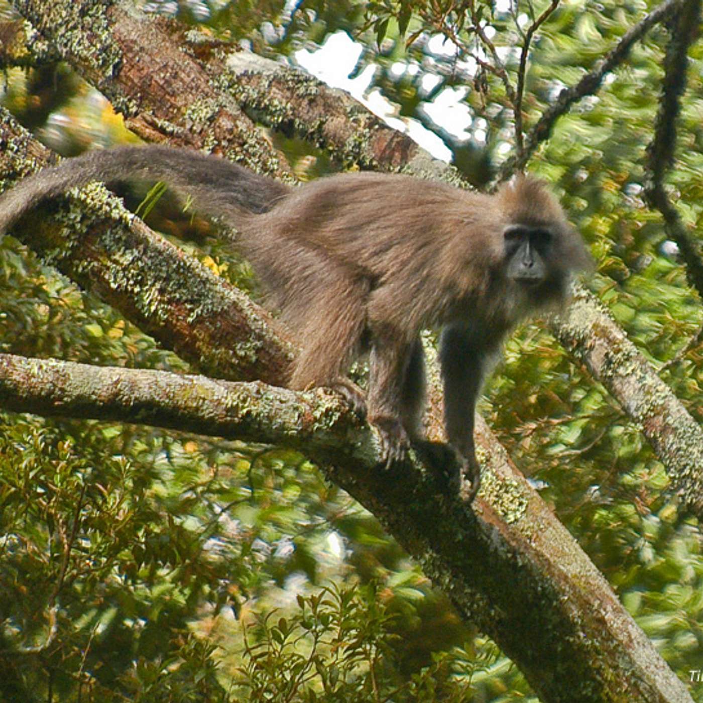 Mammalwatching
