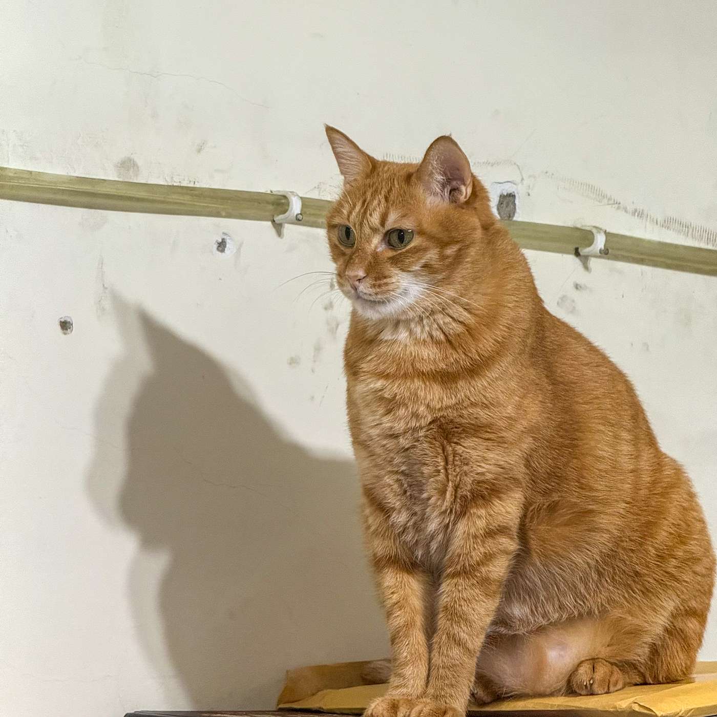 【鮑鮑報報EP43】大罷免，大失敗之後：「該做的」和「想做的」