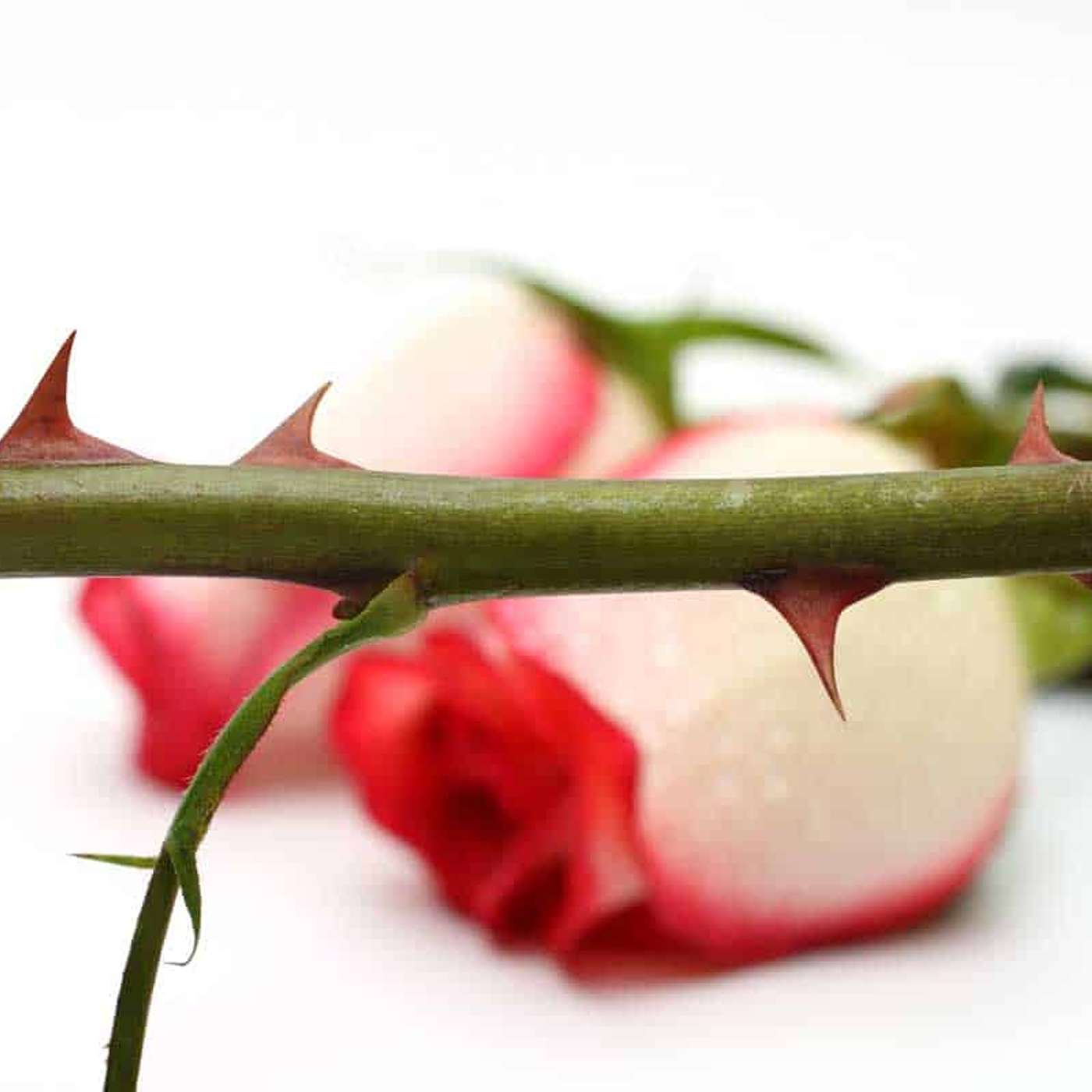 Episode 1012 - Joy: Focus on the Rose!