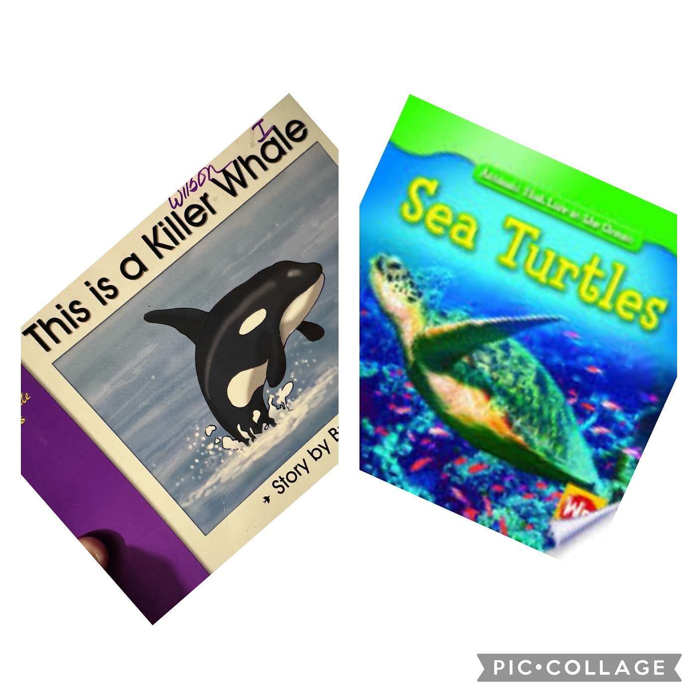 Aquatic double header read by Bryson: Sea Turtles and I am a Killer Whale