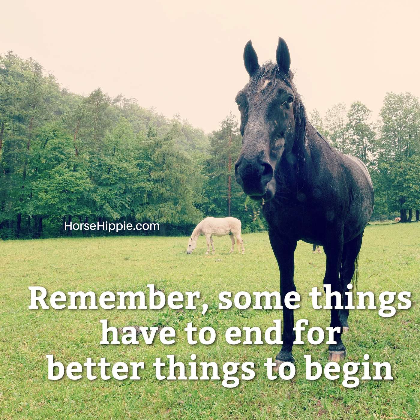 Horse Hippie’s Morning Mantras