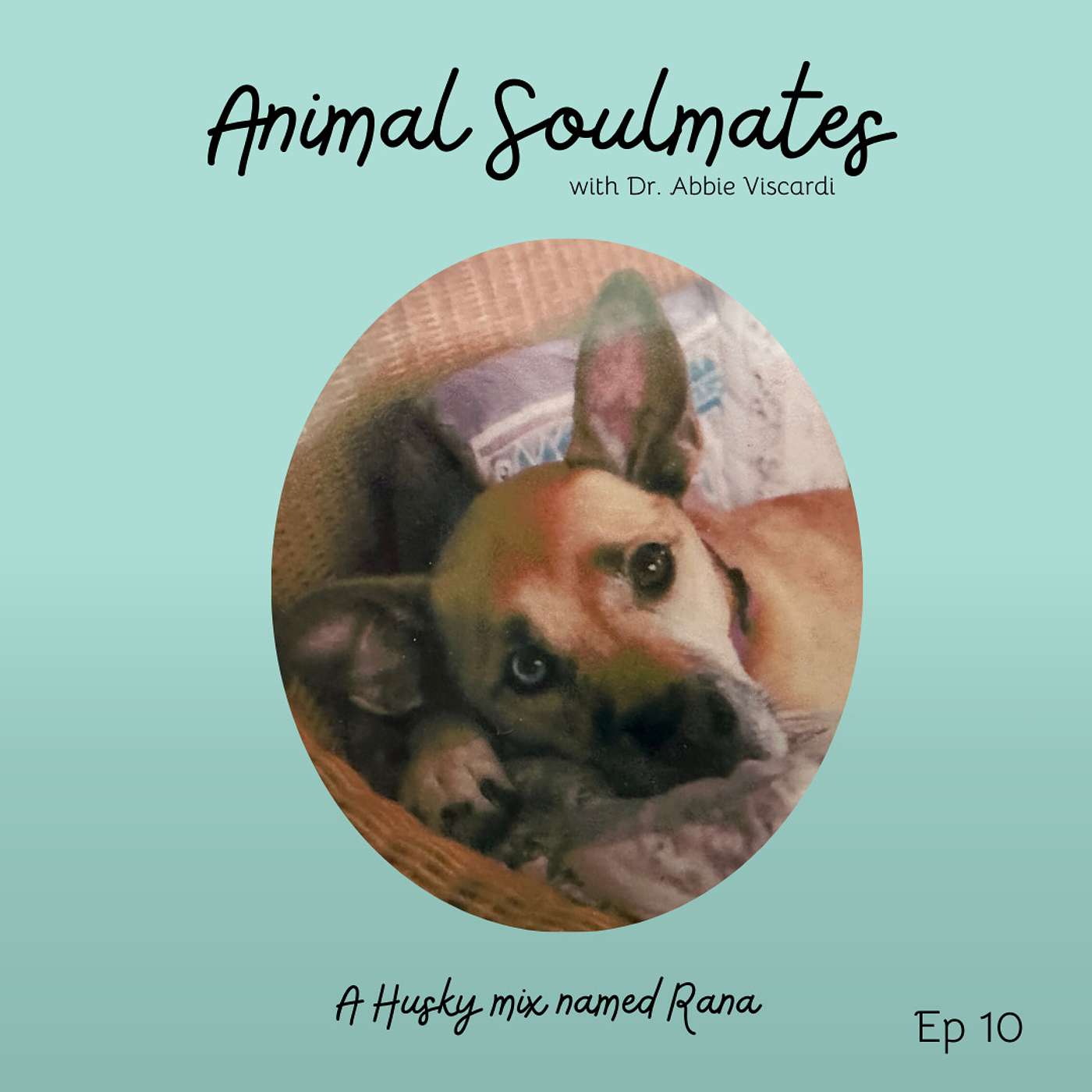 Animal Soulmates