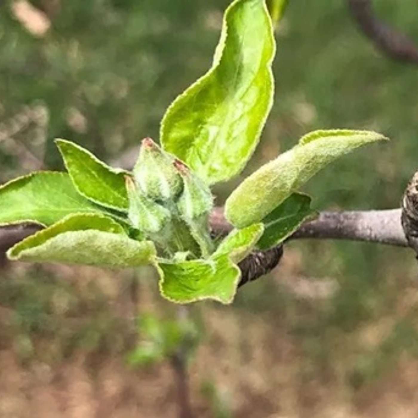 Season 7, Episode 4 - April Freeze Season 7, Episode 4 - April Freeze