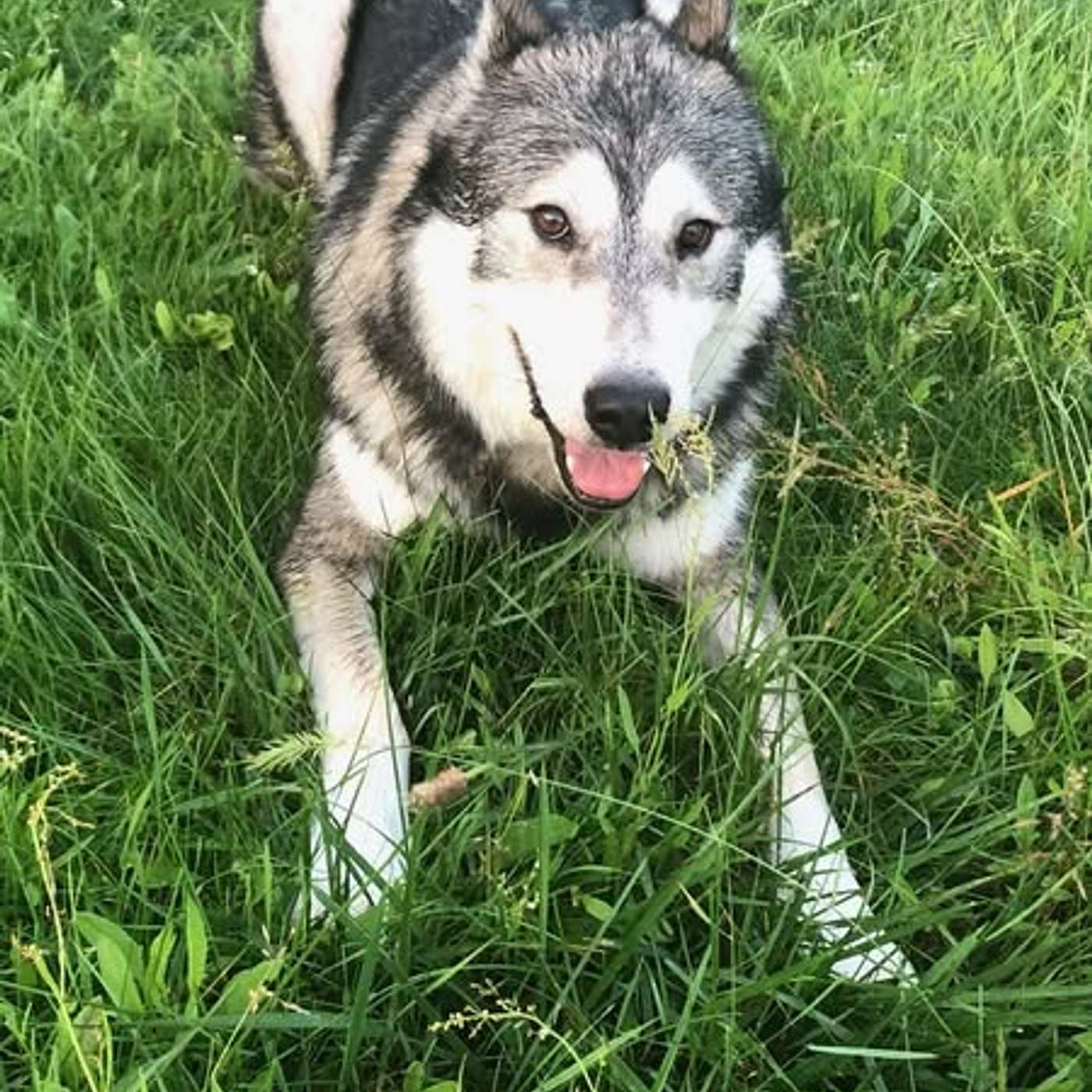 Our interview with Megan from Celebration of Canine Lives Sanctuary in Cuba!