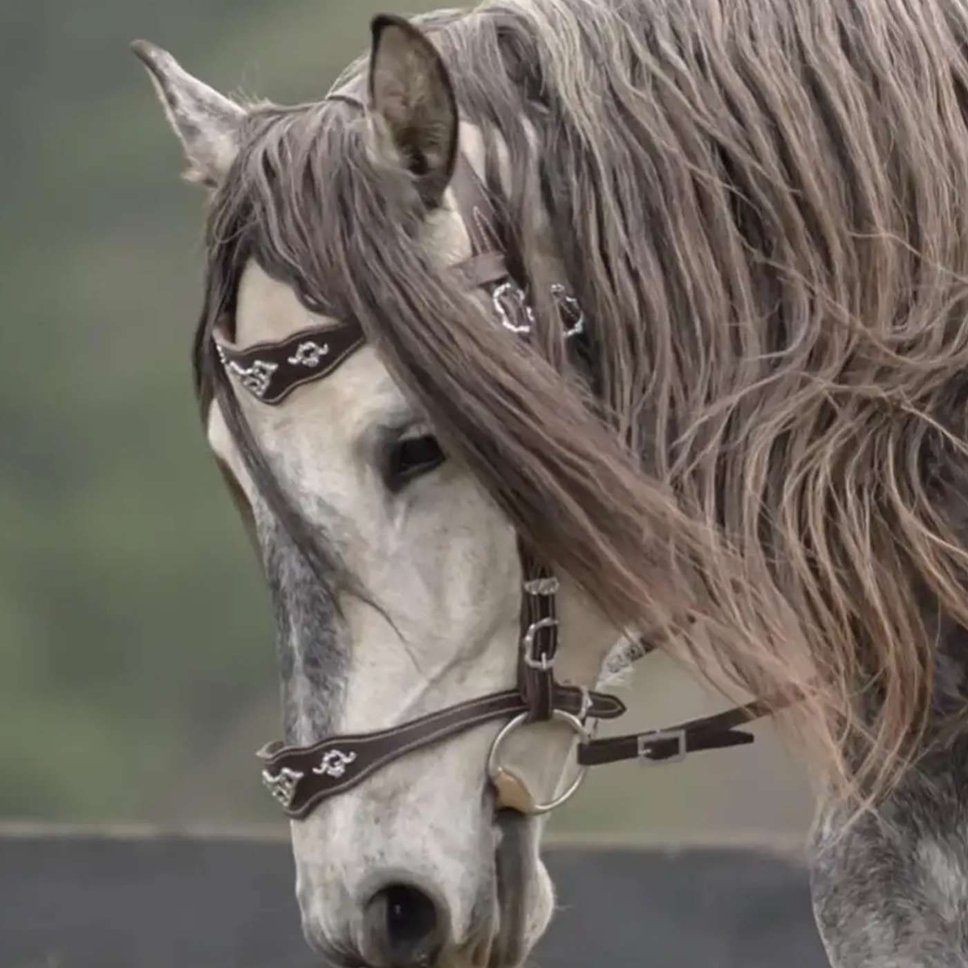 For the love of the Horse