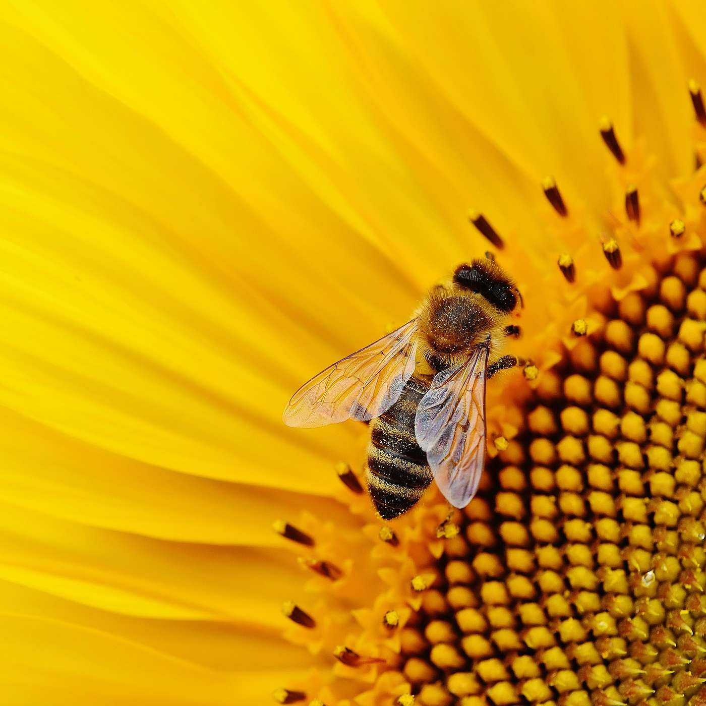 Bug Banter with the Xerces Society