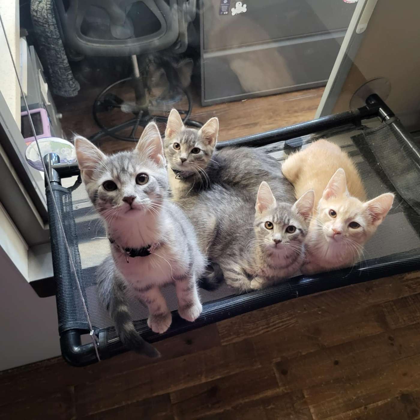 It's a literal KITTEN-PALOOZA at the SPCA Serving Allegany County!