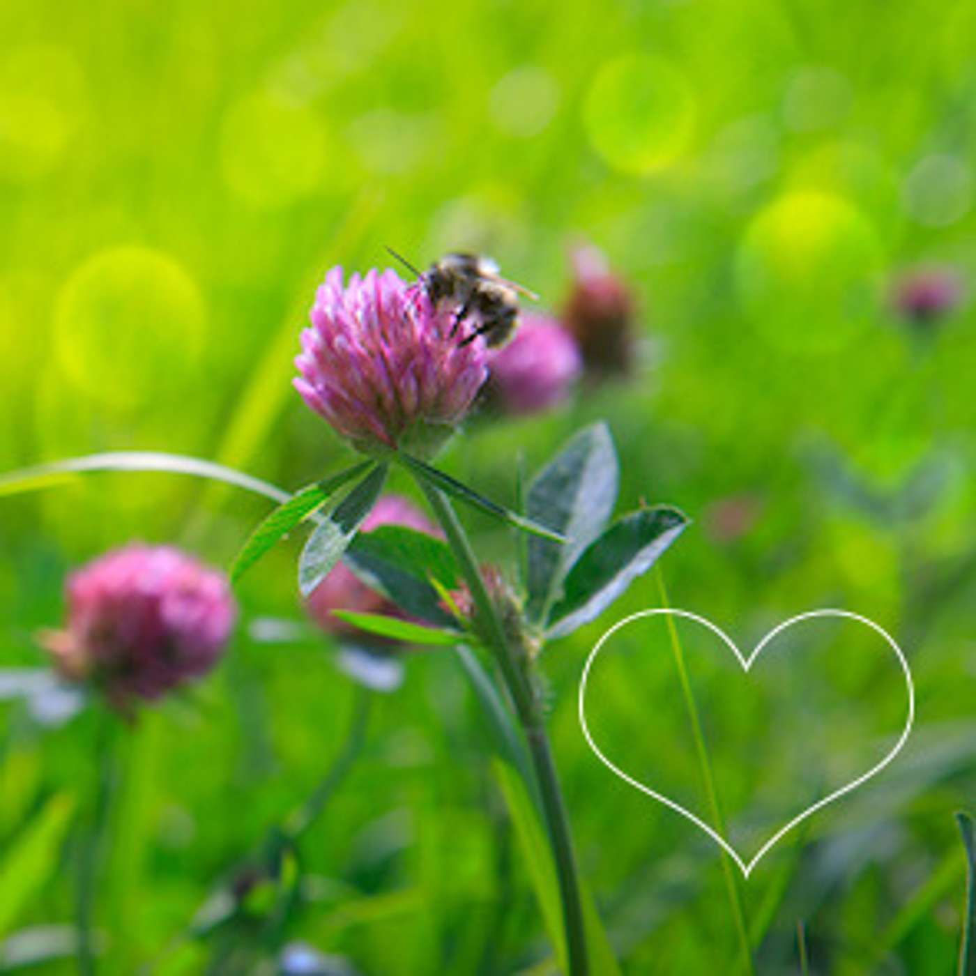 Dear Heart ~ Sitting with Jan Frazier