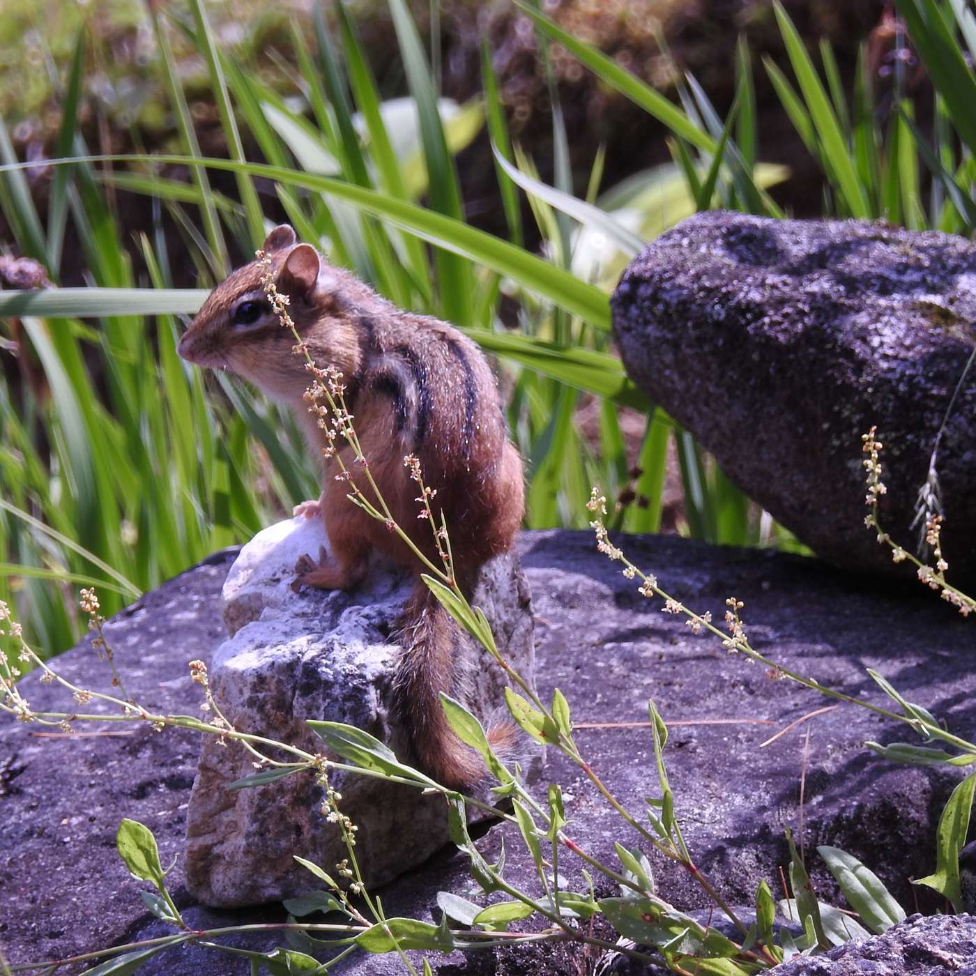 BUSY AS A CHIPMUNK