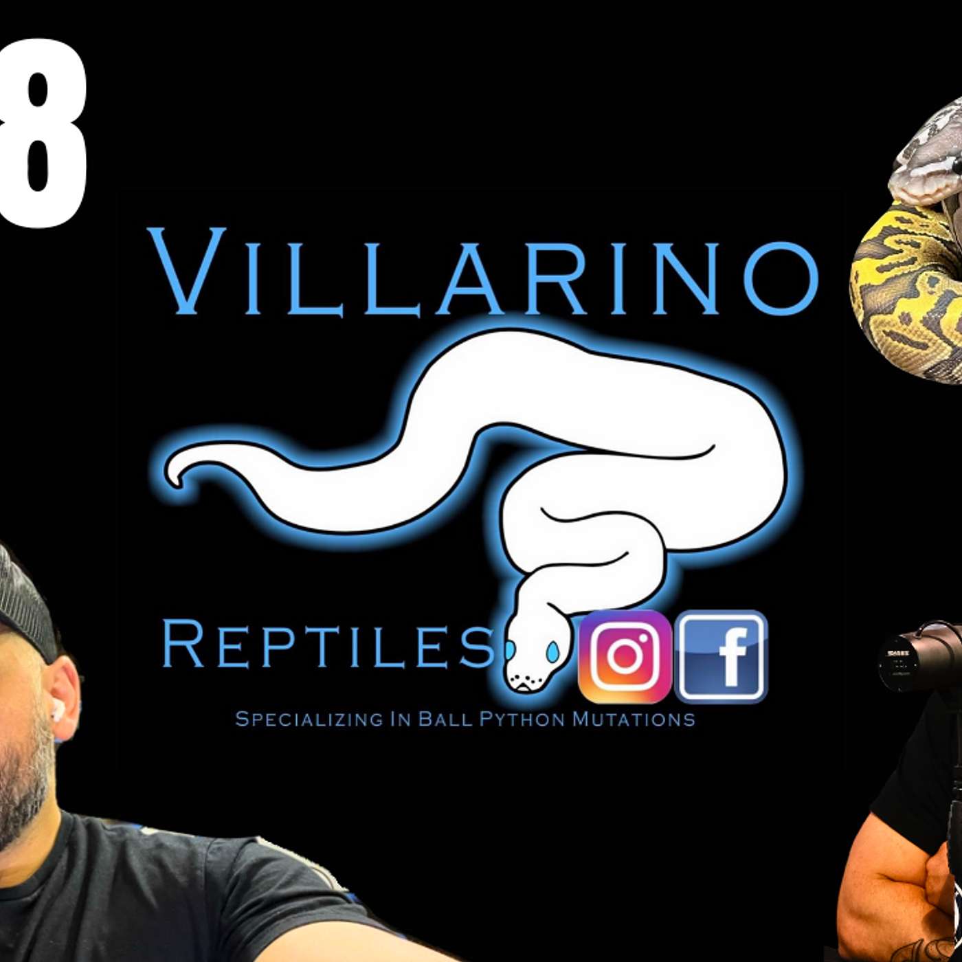 THE PRESSURES OF BEING A FULL TIME BALL PYTHON BREEDER | TRAP TALK W/ VILLARINO REPTILES