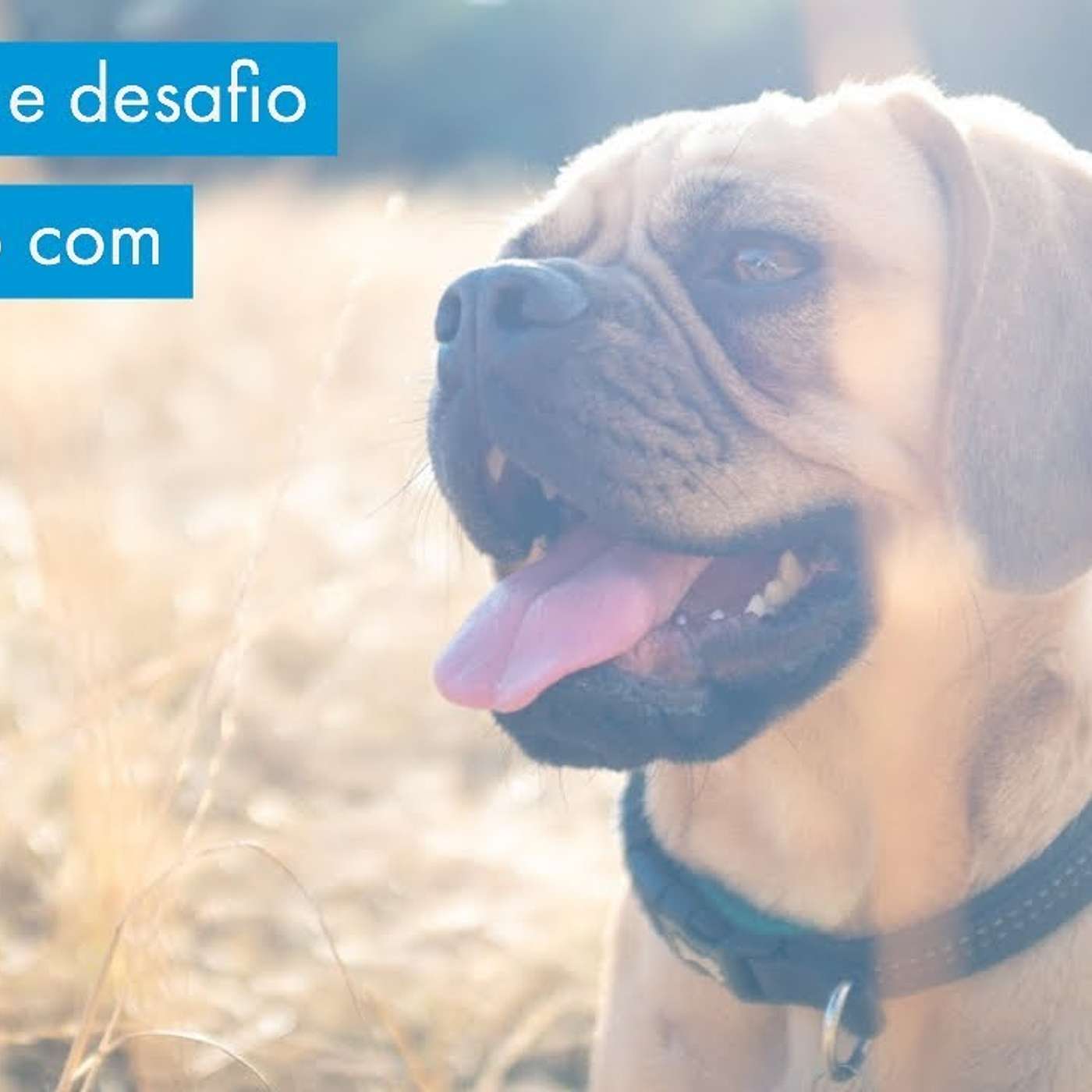 Motivação e desafios no trabalho e vida com cães