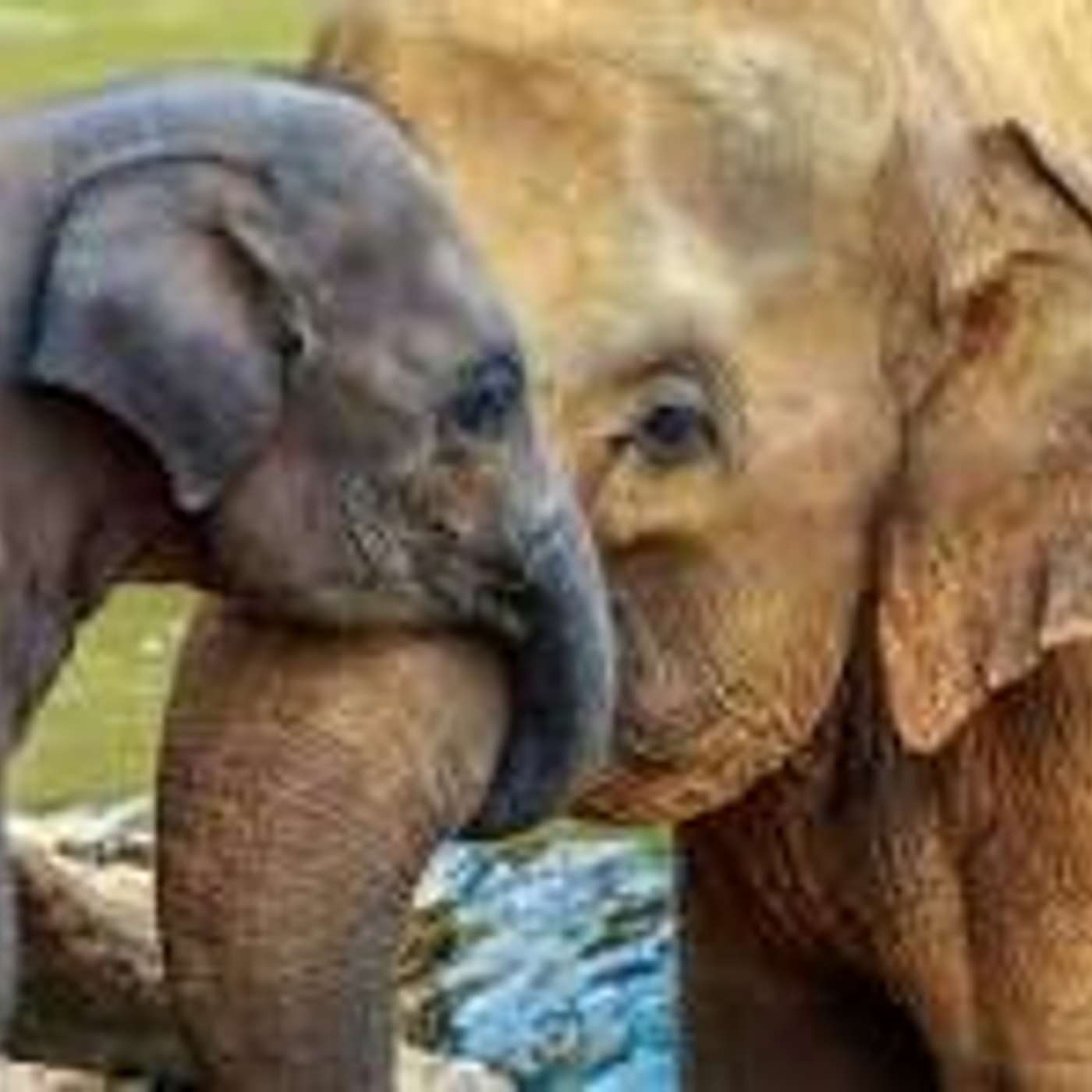 The Elephant and his old blind mother