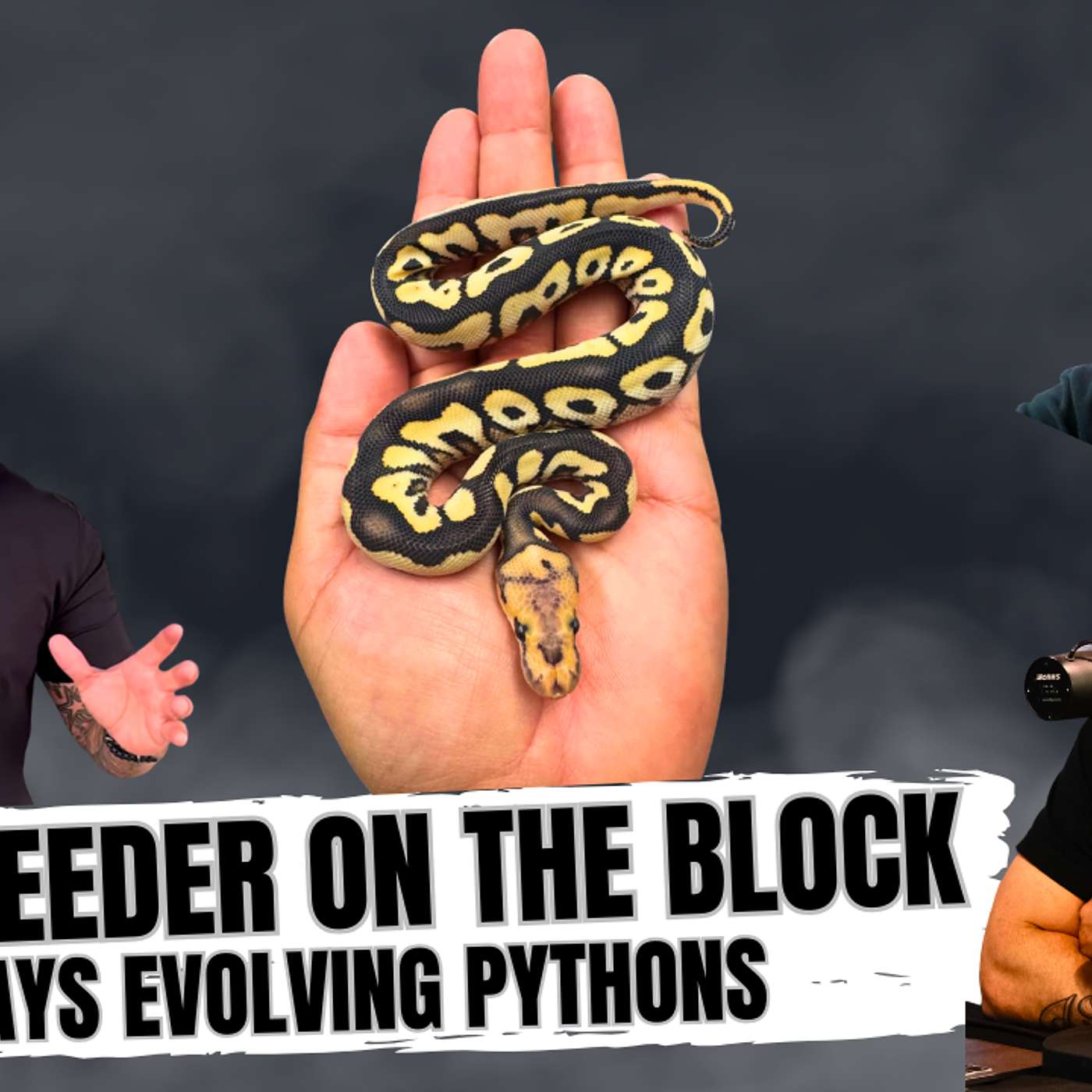 MAKING ONLY BIG DOG MOVES IN THE BALL PYTHON GAME W/ ALWAYS EVOLVING PYTHONS | NBB LIVE