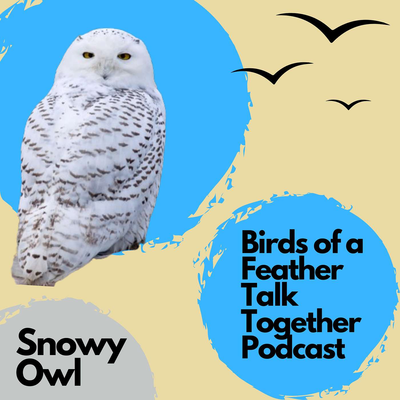 124: Snowy Owl - Chicago Sightings, Irruption, and Lemmings