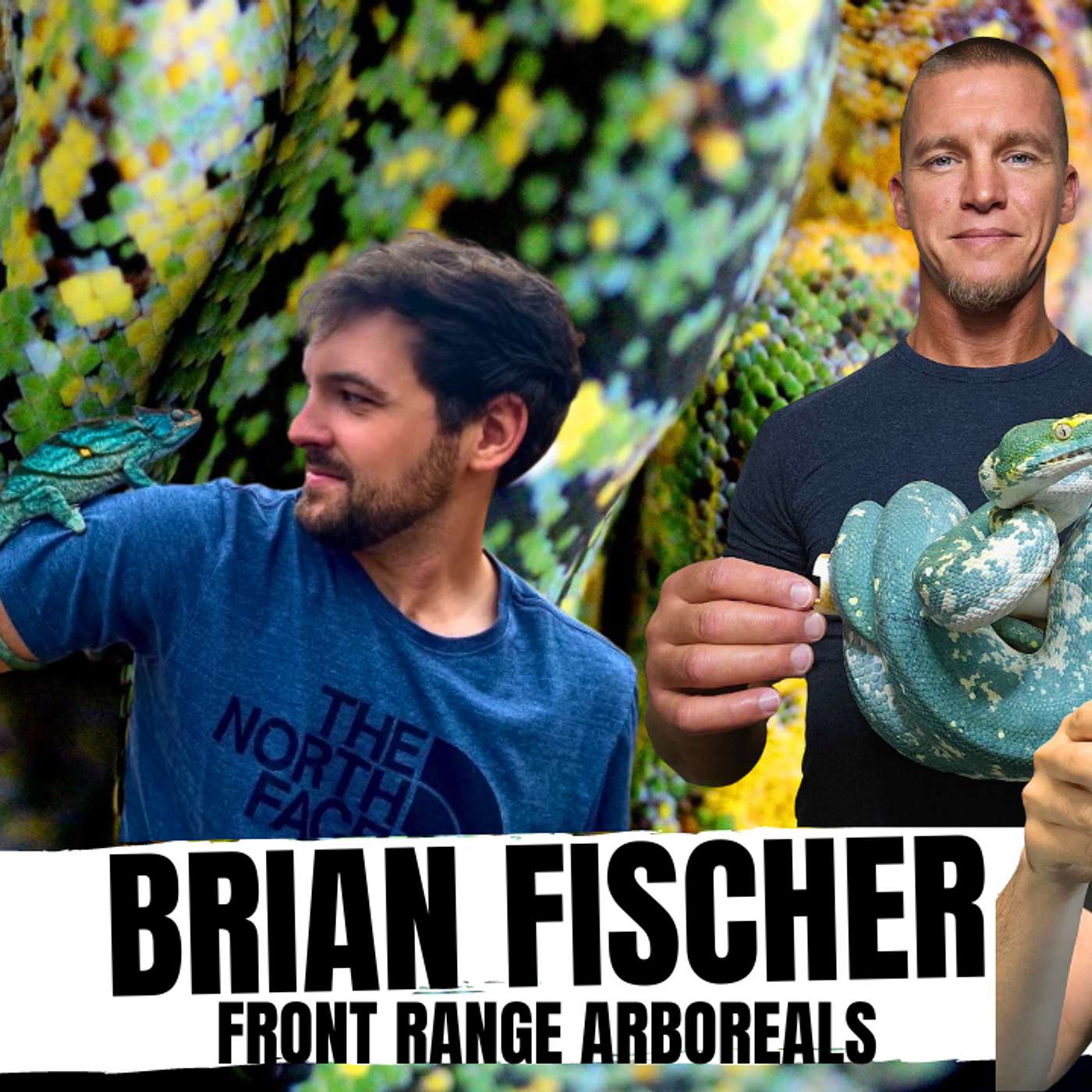 THE BEST APPROACH TO BREEDING YOUR GREEN TREE PYTHONS | ALL IN THE TREE TUESDAY LIVE