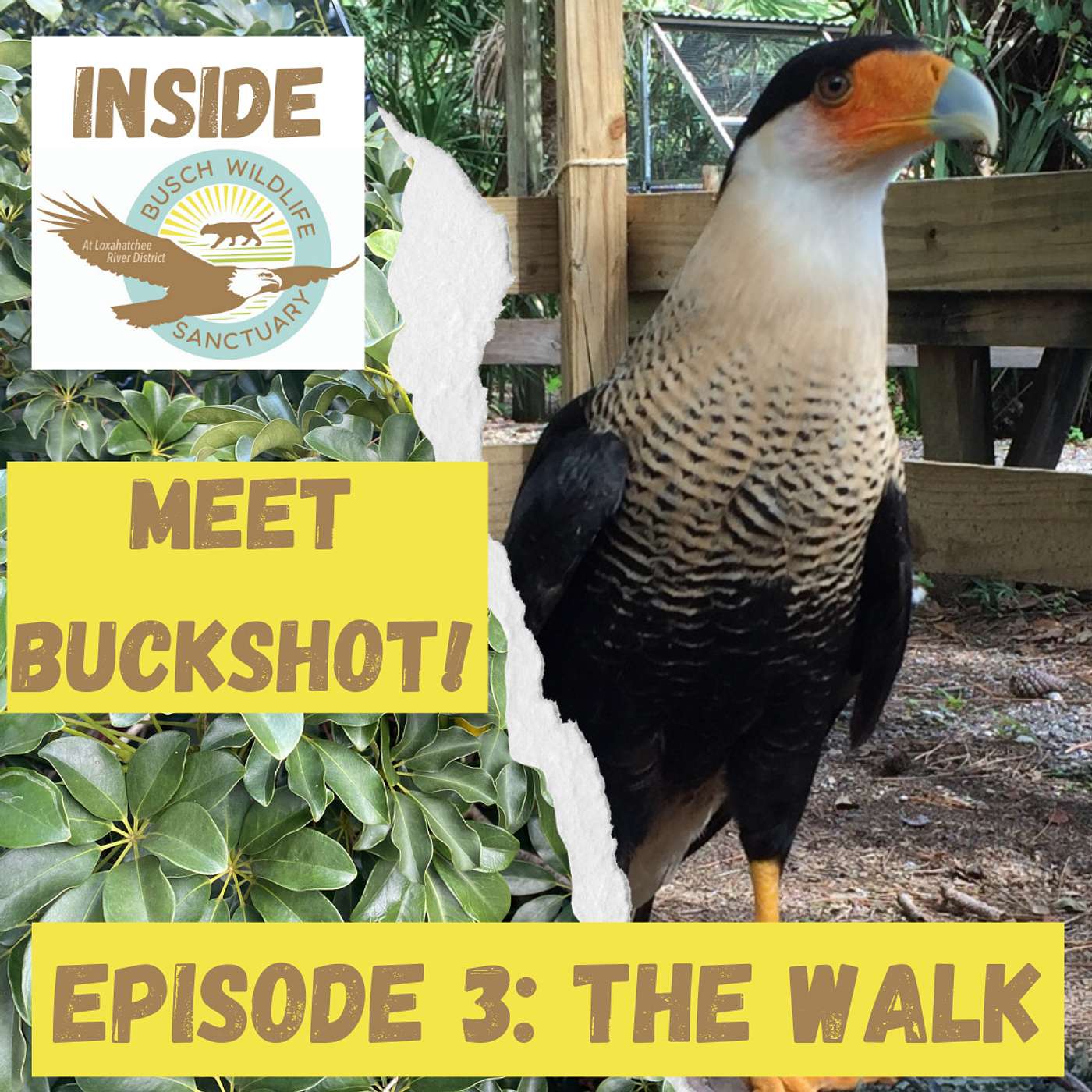 Episode 3: The Walk