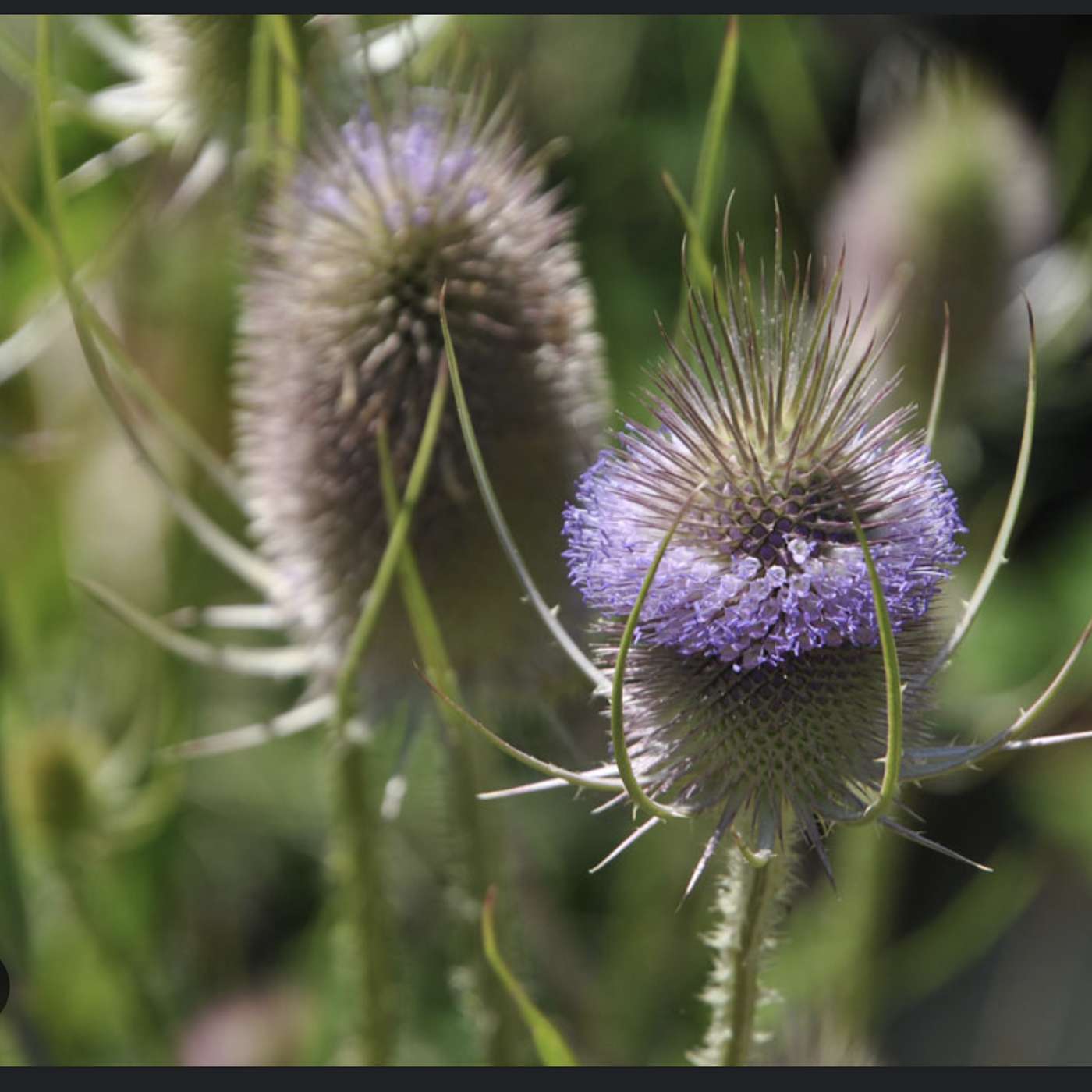 Wednesday, October 2, 2024 - We're not teasing, TEASEL is in the grid!