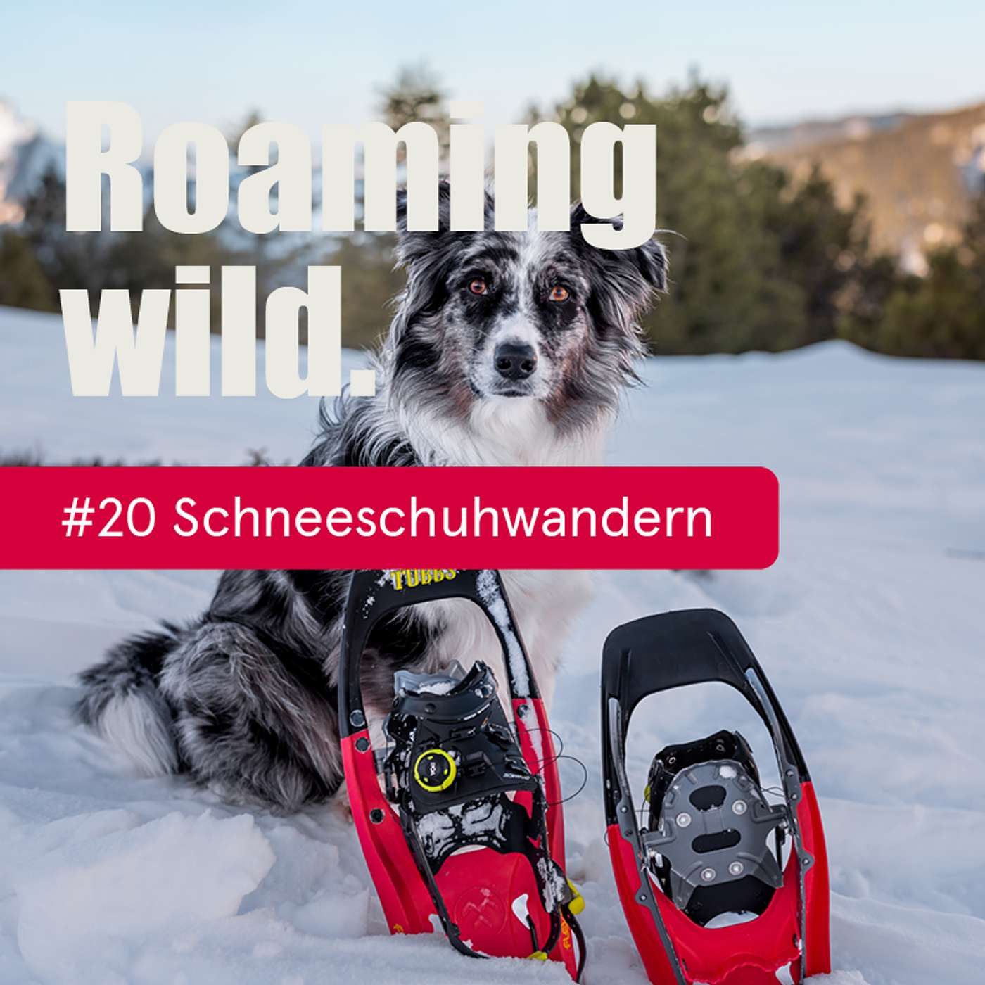 Roaming Wild - Outdoorerlebnisse und Fotografie mit Hund
