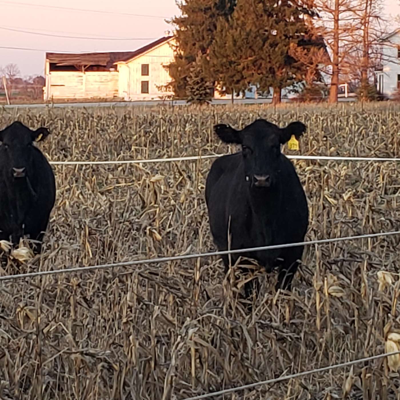 Episode 11.5: Research at Penn State University: Interseeding Forage Crops with Corn (ft. Dr. Kathy Soder) episode artwork