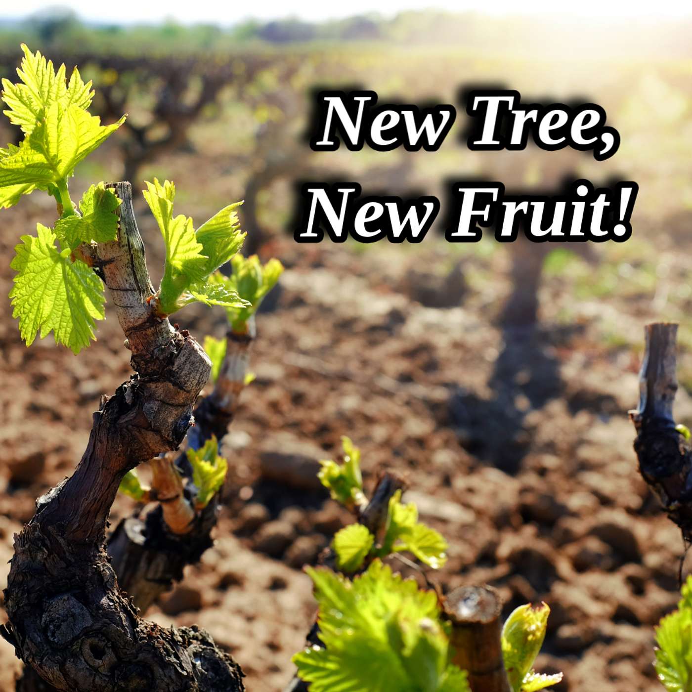 New Tree, New Fruit!