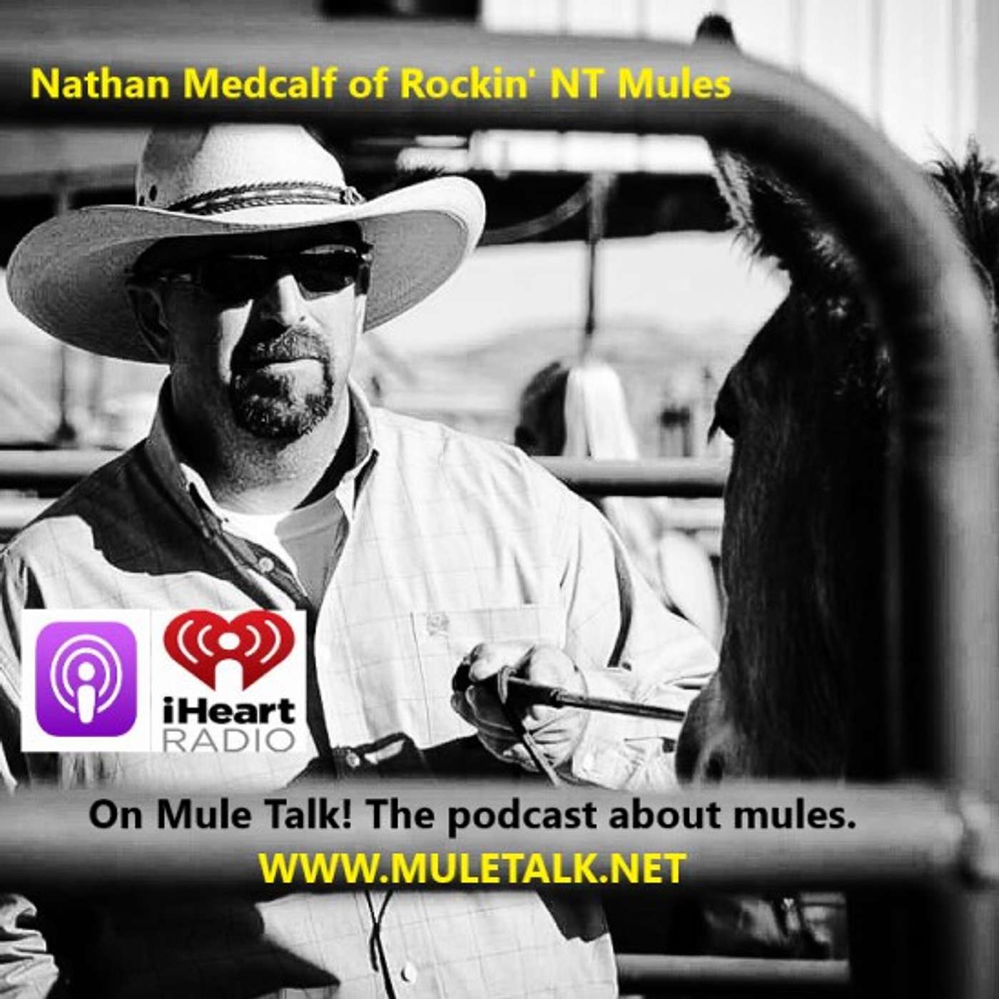 MULE TALK! THE PODCAST ABOUT MULES, MULE TRAINING, AND THE MULE INDUSTRY.
