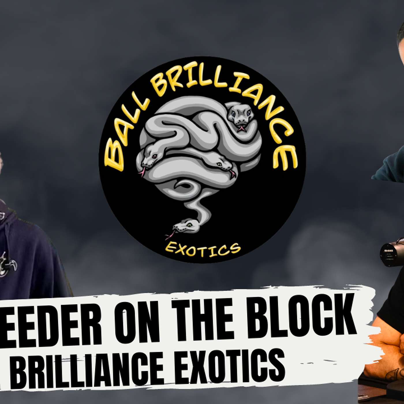 THE RIGHT TIME TO STEP UP YOUR BALL PYTHON PROJECTS | NEW BREEDER ON THE BLOCK LIVE