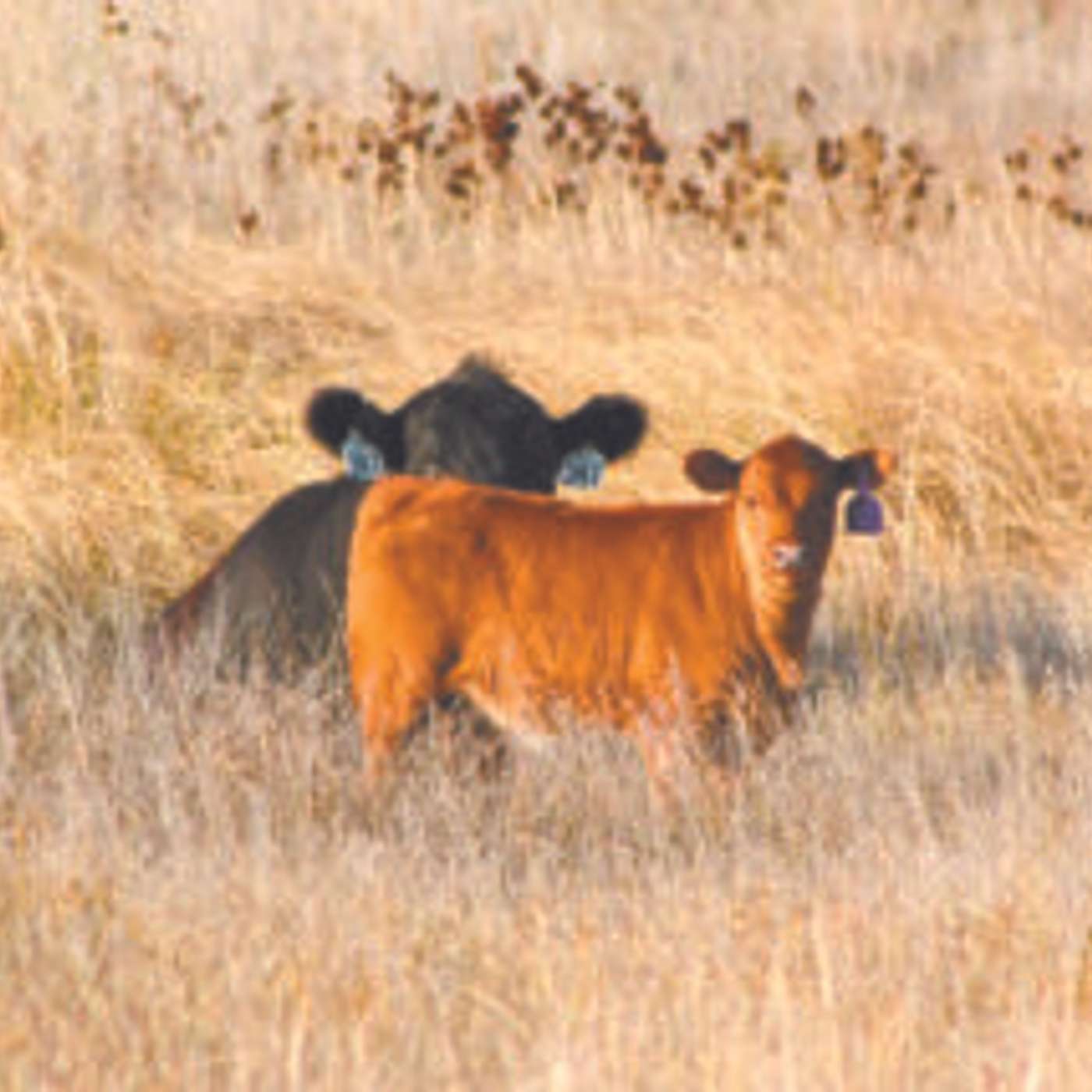 Cattle Chat: Defining Cow Efficiency
