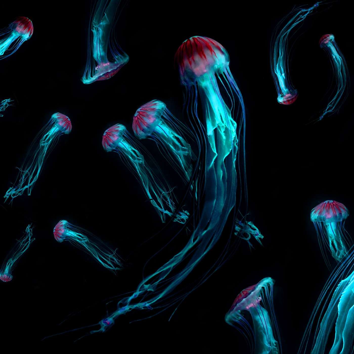 Exploring the Hidden Face of our Dark Deep Ocean Planet episode artwork