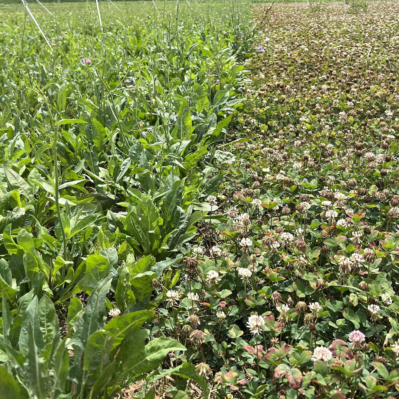 S3E25: Post-Wheat Cover Cropping and Herbicide Considerations