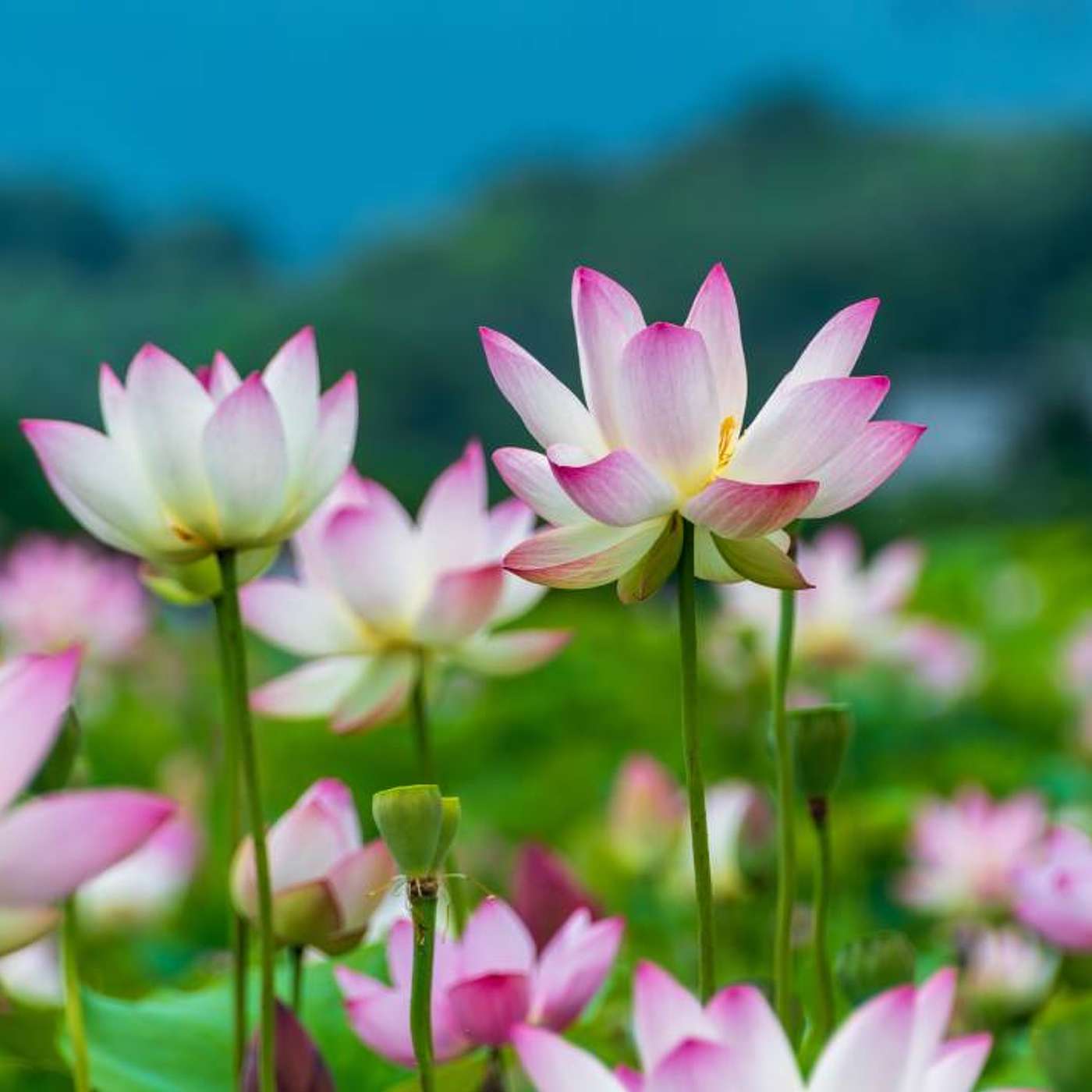 Khi không thể chịu đựng được nữa, hãy nghĩ đến ‘Định luật Hoa Sen’ Khi không thể chịu đựng được nữa, hãy nghĩ đến ‘Định luật Hoa Sen’